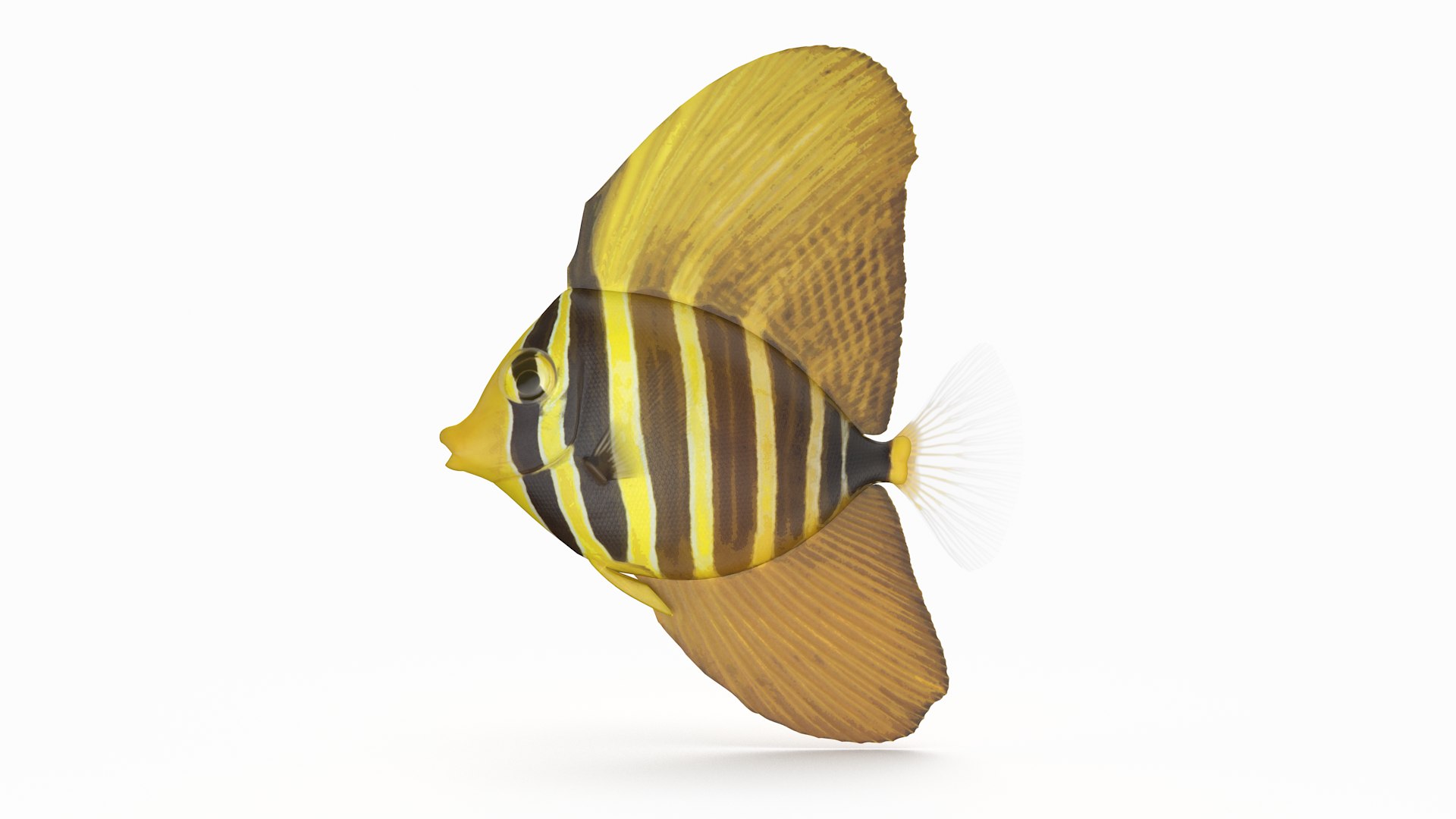 pbr fish wrasse snapper 3D model https://p.turbosquid.com/ts-thumb/91/kes61V/bYbxIG4O/sailfintang2_r2/png/1581447124/1920x1080/fit_q87/6676c29608e18cbcb9fb2496a0674f815fac4ad7/sailfintang2_r2.jpg