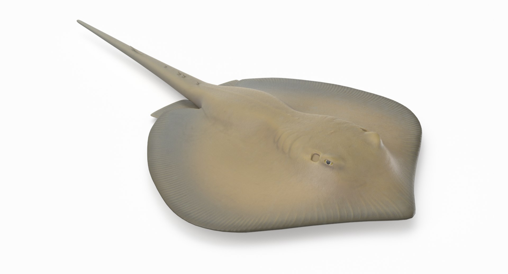 pbr fish wrasse snapper 3D model https://p.turbosquid.com/ts-thumb/91/kes61V/bx7CEv1l/southernstingray_r4/png/1581447181/1920x1080/fit_q87/3cd259dd18518c8406aca7bc8279229edf6d51a7/southernstingray_r4.jpg