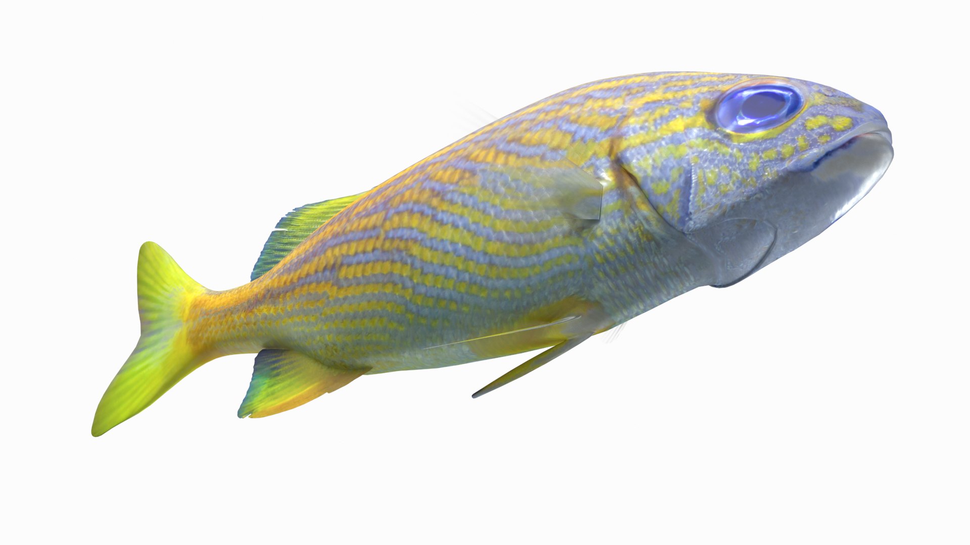 pbr fish wrasse snapper 3D model https://p.turbosquid.com/ts-thumb/91/kes61V/ciFwl97k/frenchgrunt_r6/png/1581446865/1920x1080/fit_q87/3dc5f01c5872f75e1234ea41fbe22b594c3bcddf/frenchgrunt_r6.jpg