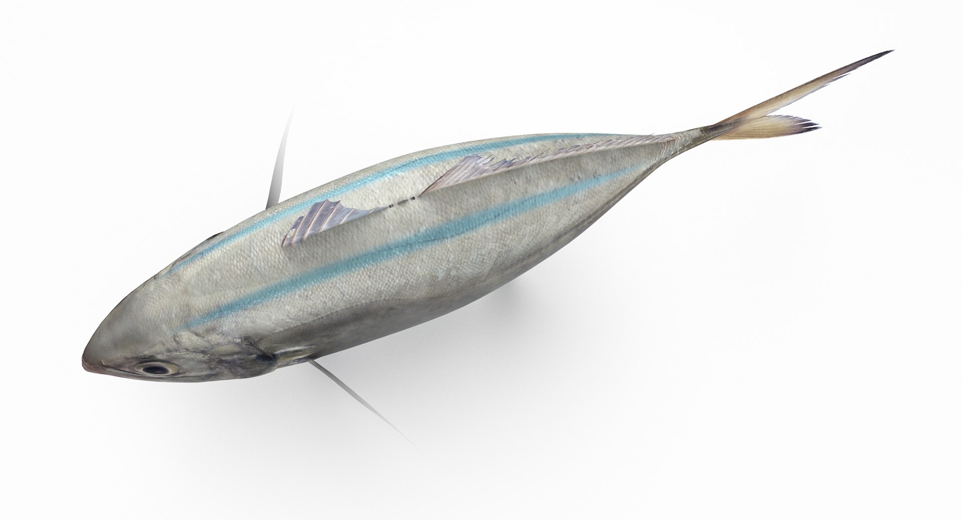 pbr fish wrasse snapper 3D model https://p.turbosquid.com/ts-thumb/91/kes61V/cosb001I/barjack_r4/png/1581446748/1920x1080/fit_q87/b2e6f15b67d7b8565c86cdb0a8dbf6a4a8c4d530/barjack_r4.jpg