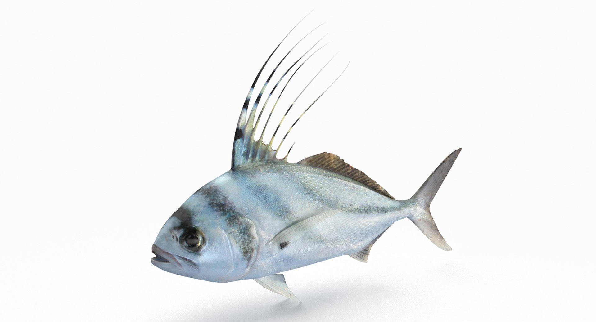 pbr fish wrasse snapper 3D model https://p.turbosquid.com/ts-thumb/91/kes61V/d3dSN0z0/roosterfish/jpg/1581447100/1920x1080/fit_q87/f8229d5d8794eb27f22595e47d60ef8ca2ce86e1/roosterfish.jpg