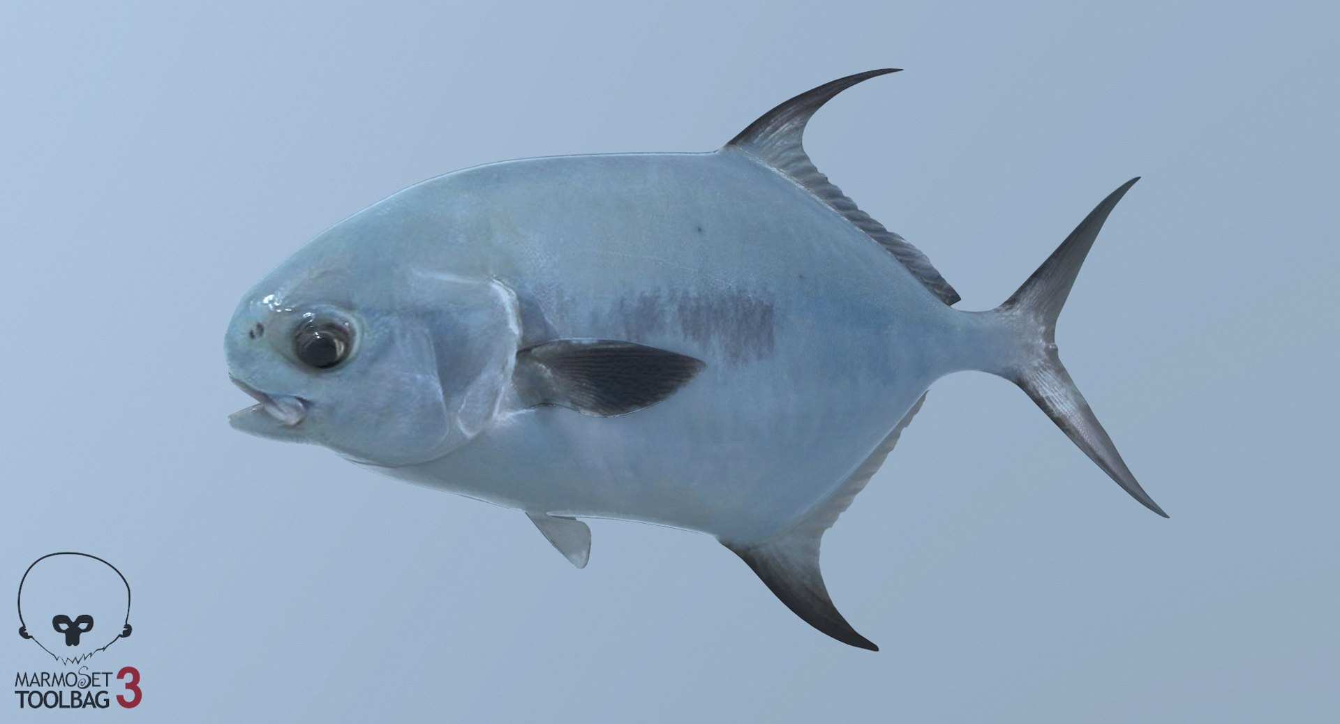 pbr fish wrasse snapper 3D model https://p.turbosquid.com/ts-thumb/91/kes61V/d4zPNQQq/permit4/jpg/1581447008/1920x1080/fit_q87/27f38ec7305f3a6ffb70c9f3d187138eae4ee835/permit4.jpg
