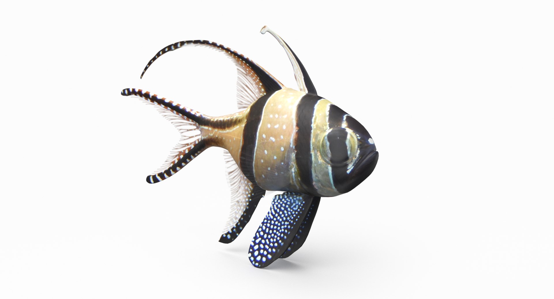 pbr fish wrasse snapper 3D model https://p.turbosquid.com/ts-thumb/91/kes61V/dVKIDzY6/bangaicardinal_r2/png/1581446742/1920x1080/fit_q87/9cf2a5a32ad97cc9fc4a72a8e51e871c71bbaefd/bangaicardinal_r2.jpg