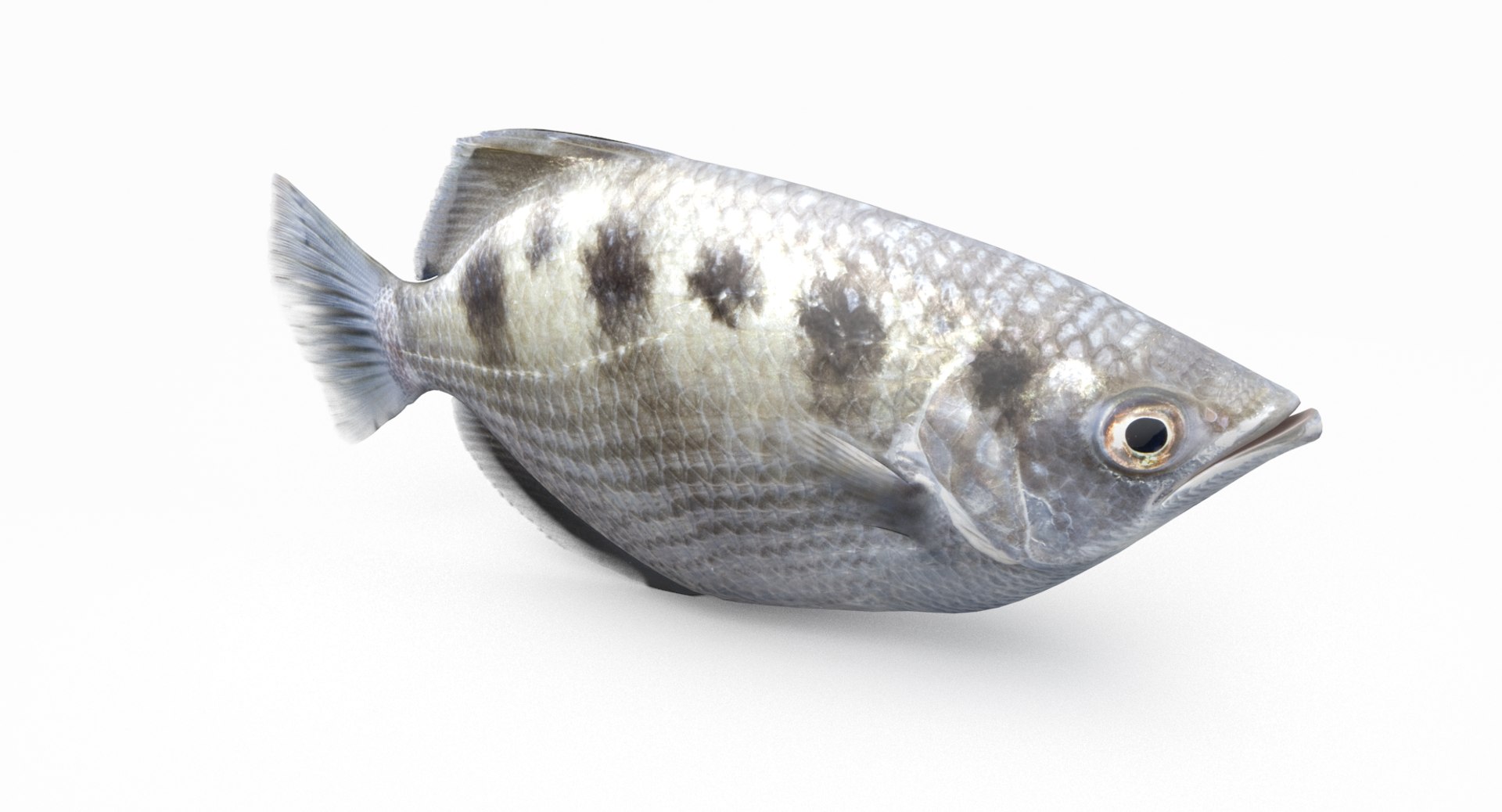 pbr fish wrasse snapper 3D model https://p.turbosquid.com/ts-thumb/91/kes61V/dyU253iB/archerfish_r2/png/1581446724/1920x1080/fit_q87/4abf81f40cab9e9a20cdcc498ad058b60fb1104d/archerfish_r2.jpg