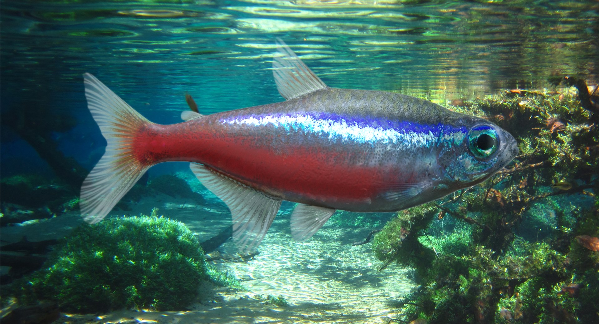 pbr fish wrasse snapper 3D model https://p.turbosquid.com/ts-thumb/91/kes61V/eB9hcmUV/cardi/png/1581446818/1920x1080/fit_q87/42c19eae8b72a2e174e3a6a403facec1d56175b1/cardi.jpg