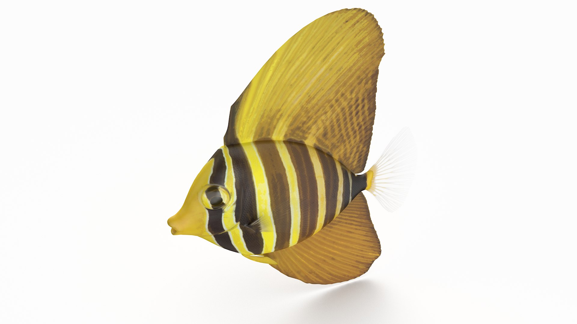 pbr fish wrasse snapper 3D model https://p.turbosquid.com/ts-thumb/91/kes61V/eR10mxHd/sailfintang2_r3/png/1581447126/1920x1080/fit_q87/d2777ca2ac5e052d491d86d4a985d11e03a4fa14/sailfintang2_r3.jpg