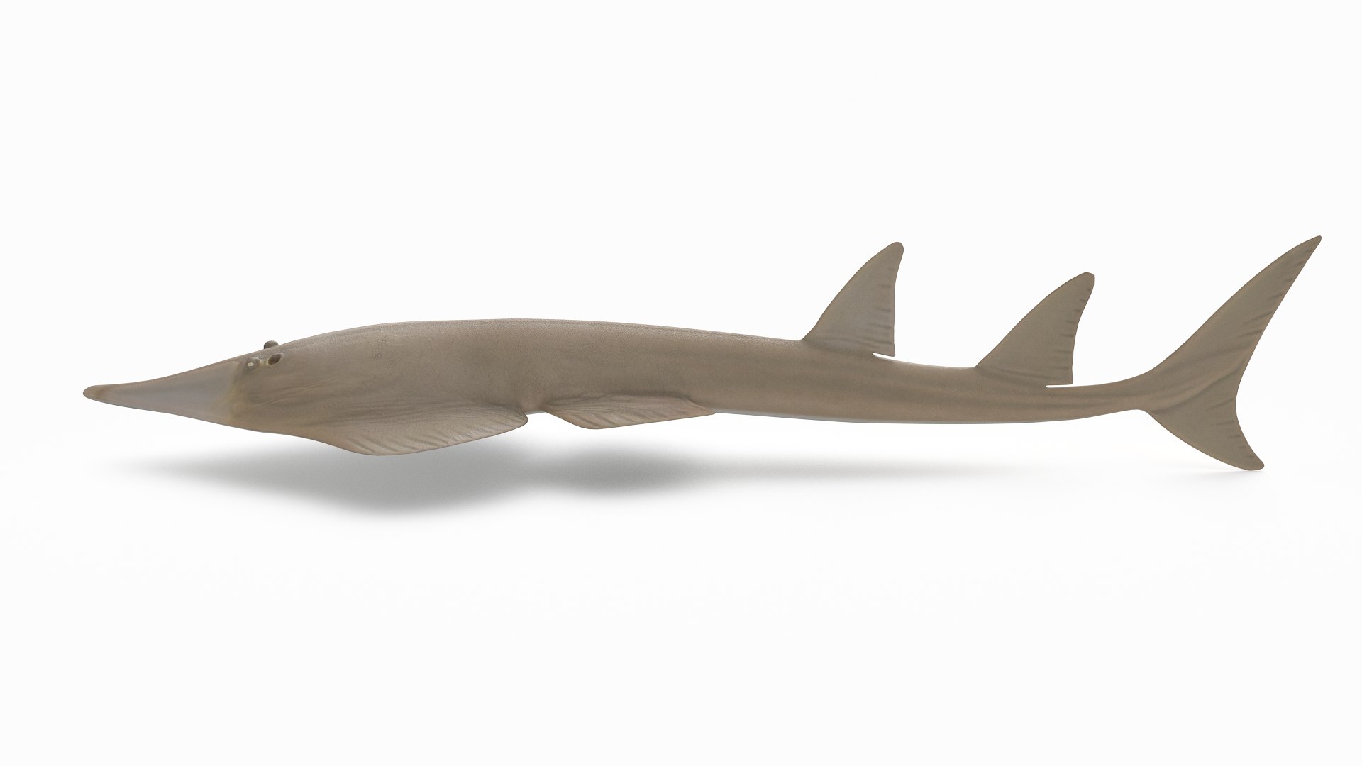 pbr fish wrasse snapper 3D model https://p.turbosquid.com/ts-thumb/91/kes61V/ejNZwUuT/giantshovelnoseray_r5/png/1581446888/1920x1080/fit_q87/5c1b7188f973acf760b862cfdb4520201b51b750/giantshovelnoseray_r5.jpg