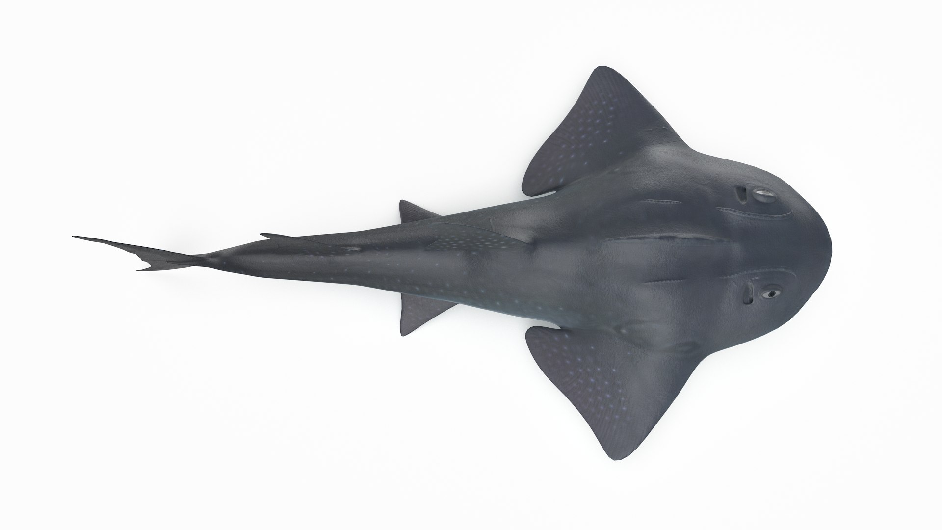 pbr fish wrasse snapper 3D model https://p.turbosquid.com/ts-thumb/91/kes61V/gQ2KCrw2/bowmouth_r4/png/1581446787/1920x1080/fit_q87/886c7169d7bde07ca3196d1dae0caa3f09ebf0b3/bowmouth_r4.jpg