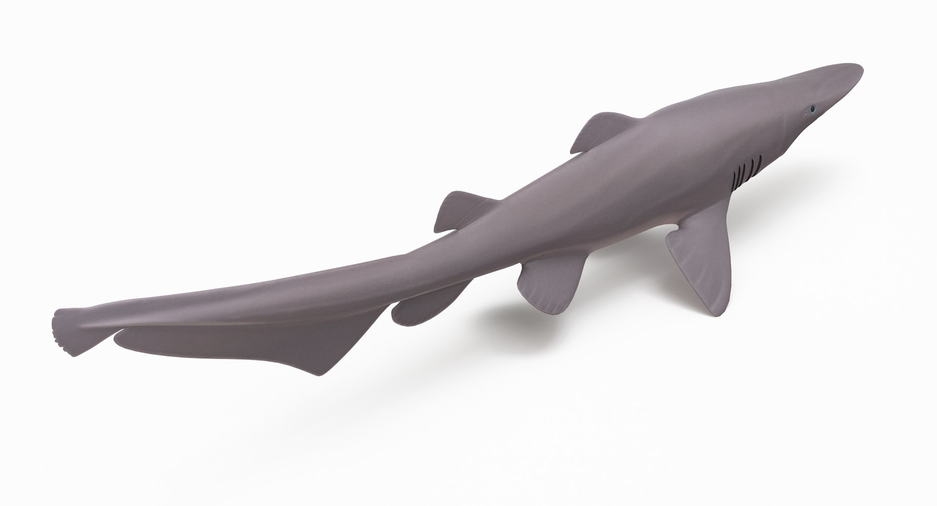 pbr fish wrasse snapper 3D model https://p.turbosquid.com/ts-thumb/91/kes61V/gm4rTtjI/goblinshark_r6/png/1581446889/1920x1080/fit_q87/8f5e61f64a848e6401faaaa3000b1414a512035c/goblinshark_r6.jpg
