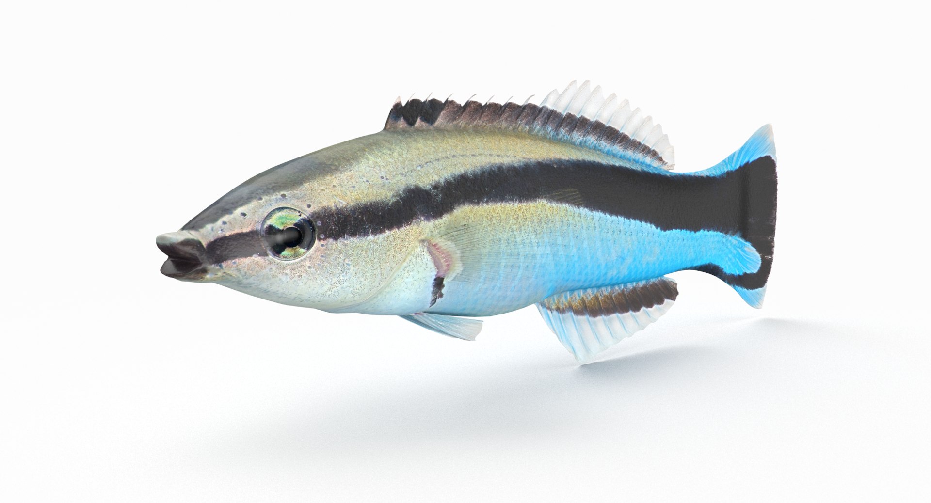 pbr fish wrasse snapper 3D model https://p.turbosquid.com/ts-thumb/91/kes61V/hxO6kiHg/cleanerwrasse_r2/png/1581446829/1920x1080/fit_q87/900e03b7d58fd15110744b475d405ac1c7003b04/cleanerwrasse_r2.jpg