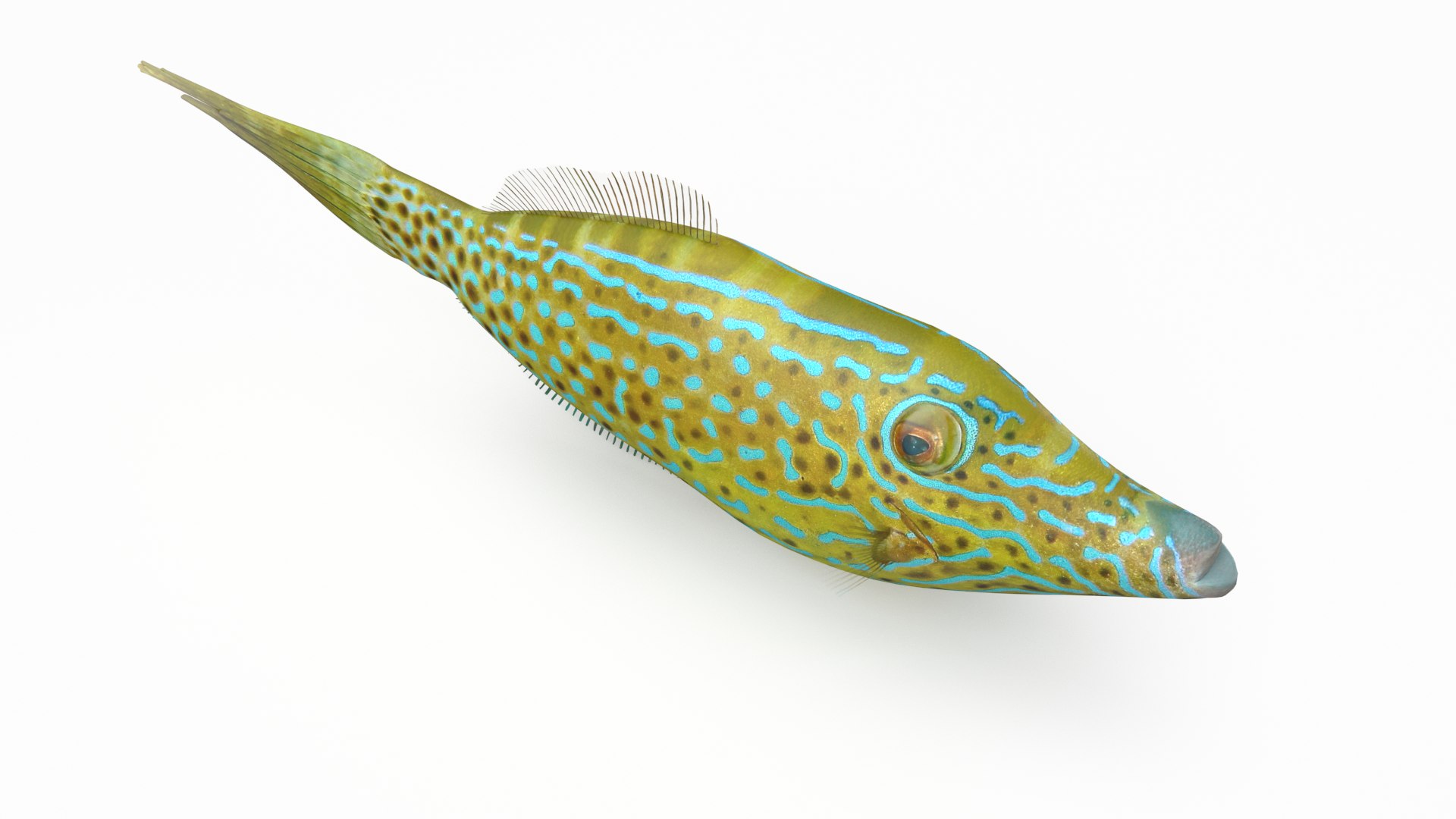 pbr fish wrasse snapper 3D model https://p.turbosquid.com/ts-thumb/91/kes61V/iJeVIdNJ/scribbledfilefish_r4/png/1581447134/1920x1080/fit_q87/9f1e8aa73ea0631148962a2633998057ec193528/scribbledfilefish_r4.jpg
