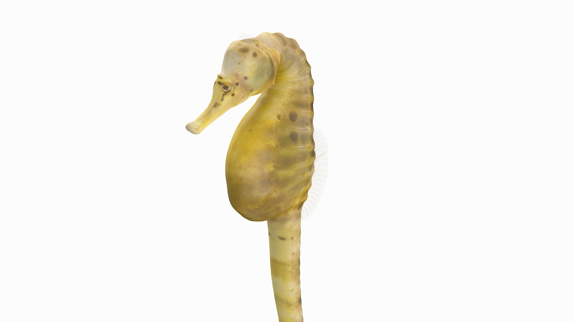pbr fish wrasse snapper 3D model https://p.turbosquid.com/ts-thumb/91/kes61V/iXkfZCzR/bbsh_r6/png/1581446750/1920x1080/fit_q87/a8e2151bb63cdf2d14b7349af044e7d66c0e3b7e/bbsh_r6.jpg