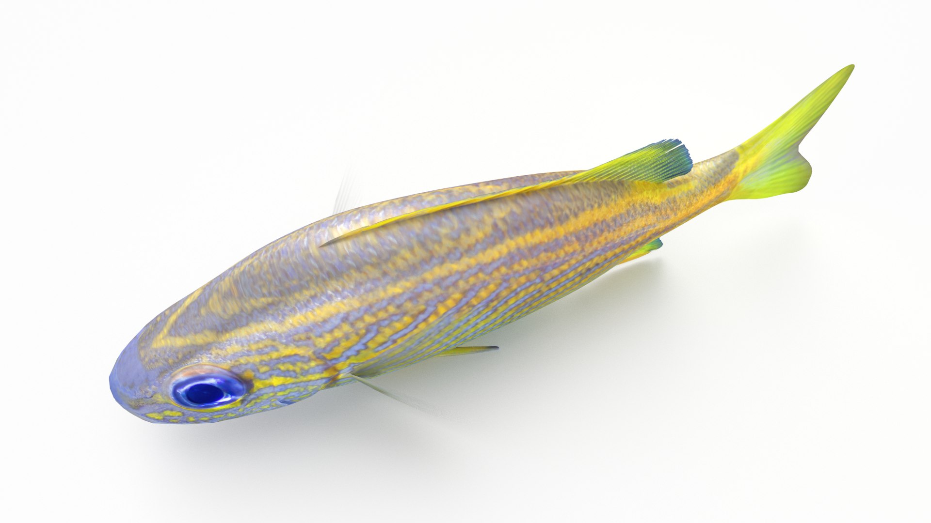 pbr fish wrasse snapper 3D model https://p.turbosquid.com/ts-thumb/91/kes61V/imyLP1KH/frenchgrunt_r4/png/1581446865/1920x1080/fit_q87/efe23c0f2a4b4bc36e1a3fa94cbe8f66d097dc45/frenchgrunt_r4.jpg