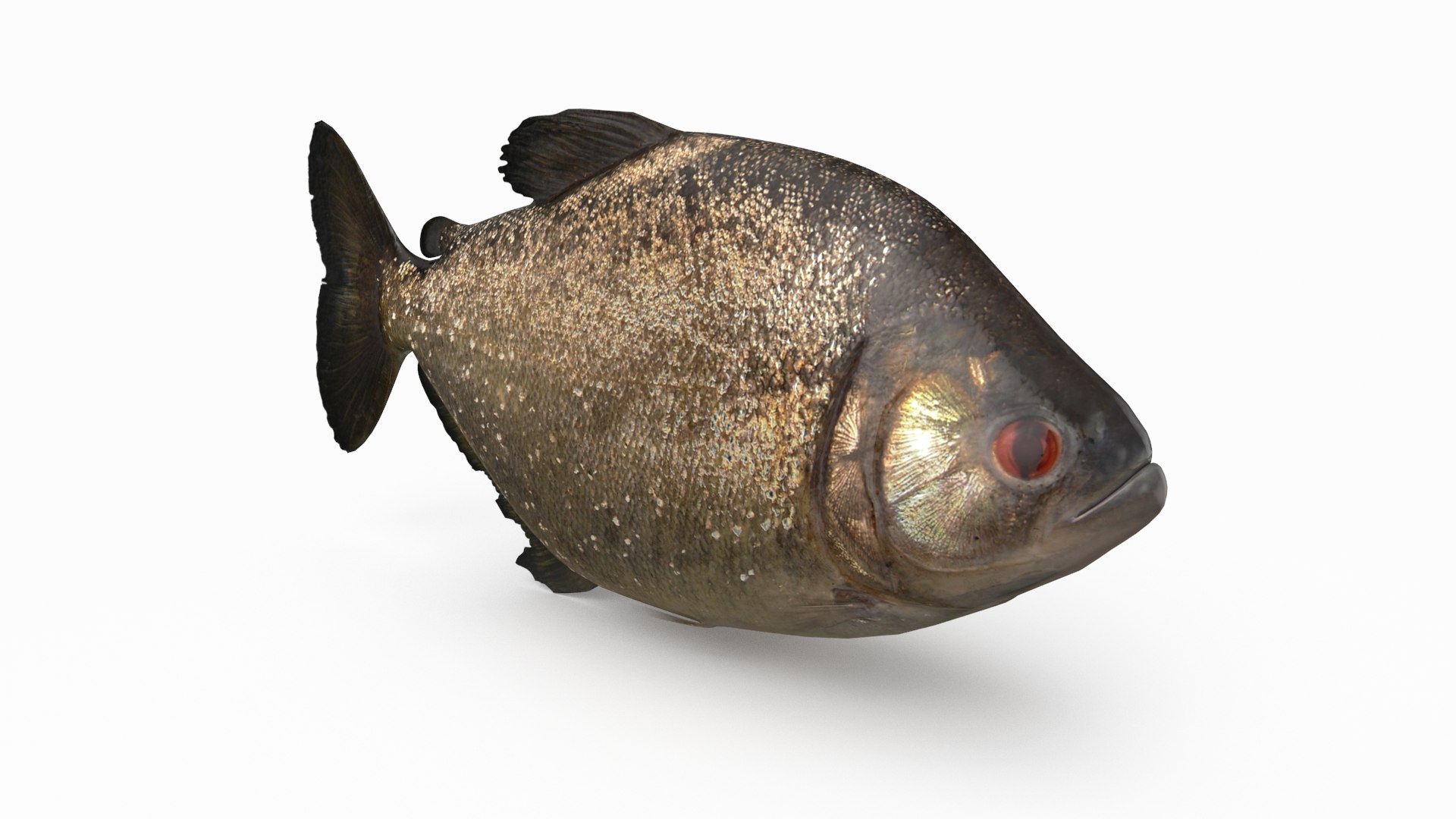 pbr fish wrasse snapper 3D model https://p.turbosquid.com/ts-thumb/91/kes61V/jYhAgTgK/redeyepiranha_r2/png/1581447081/1920x1080/fit_q87/0e6c8b75239dfbb1183ee300c36e9df7b8d16135/redeyepiranha_r2.jpg