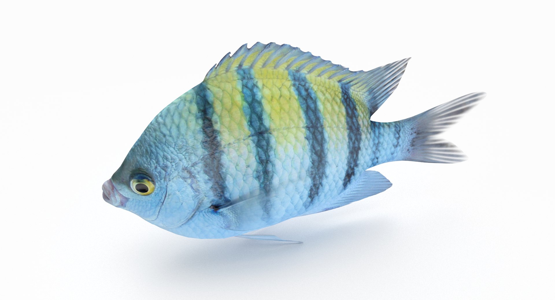 pbr fish wrasse snapper 3D model https://p.turbosquid.com/ts-thumb/91/kes61V/kLOyPdtj/damselfish_r2/png/1581446846/1920x1080/fit_q87/2b909c104516ccee7baa59af8e7b305a58e9818d/damselfish_r2.jpg
