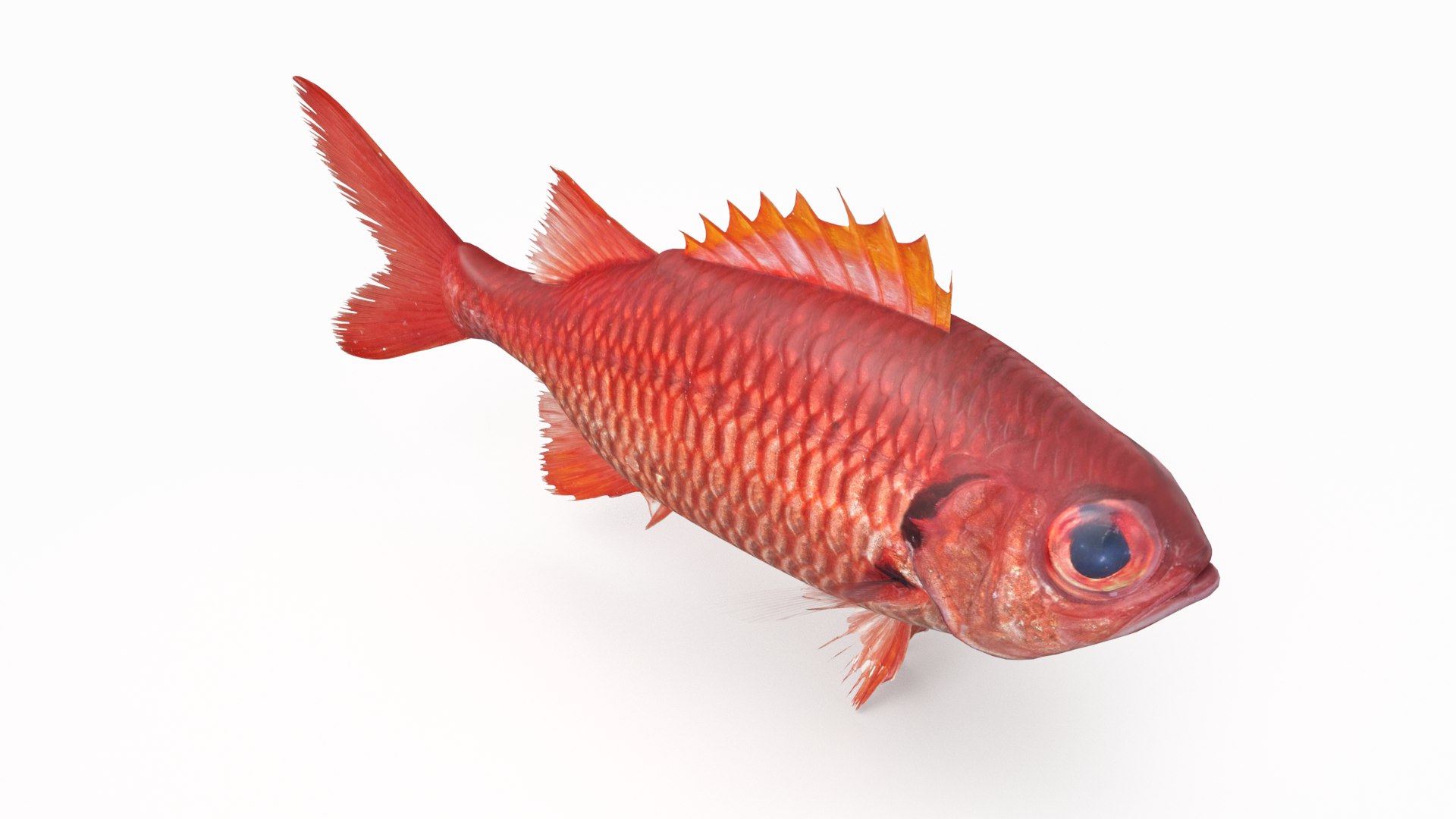 pbr fish wrasse snapper 3D model https://p.turbosquid.com/ts-thumb/91/kes61V/kNGEHtJS/soldierfish_r4/png/1581447176/1920x1080/fit_q87/6f17099c3585edcdc30bb3e1524977b73c11239c/soldierfish_r4.jpg