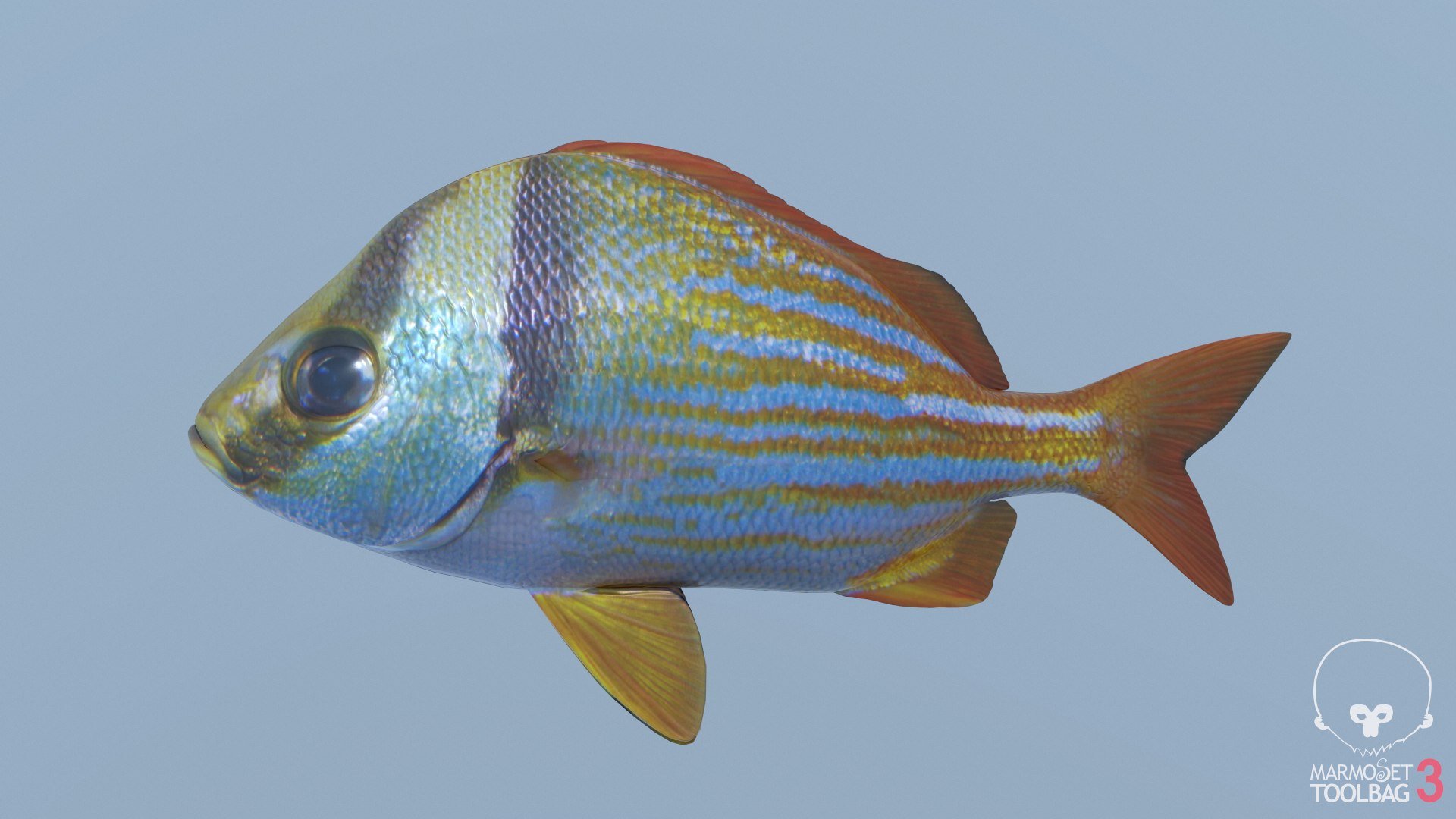 pbr fish wrasse snapper 3D model https://p.turbosquid.com/ts-thumb/91/kes61V/lG2JeYlC/porkfscreenshot921/png/1581447071/1920x1080/fit_q87/f108ce4784a9539f08c3156969ce9e7fa9a6642d/porkfscreenshot921.jpg