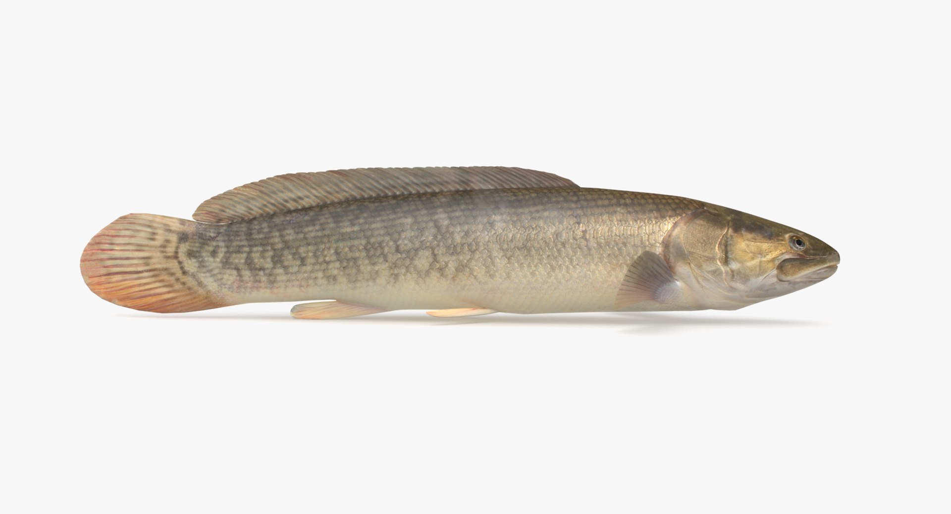 pbr fish wrasse snapper 3D model https://p.turbosquid.com/ts-thumb/91/kes61V/lLKIuhd9/bowfin_r1/png/1581446777/1920x1080/fit_q87/fb82c94d5889338c3839ebdd78f747b7426a2746/bowfin_r1.jpg