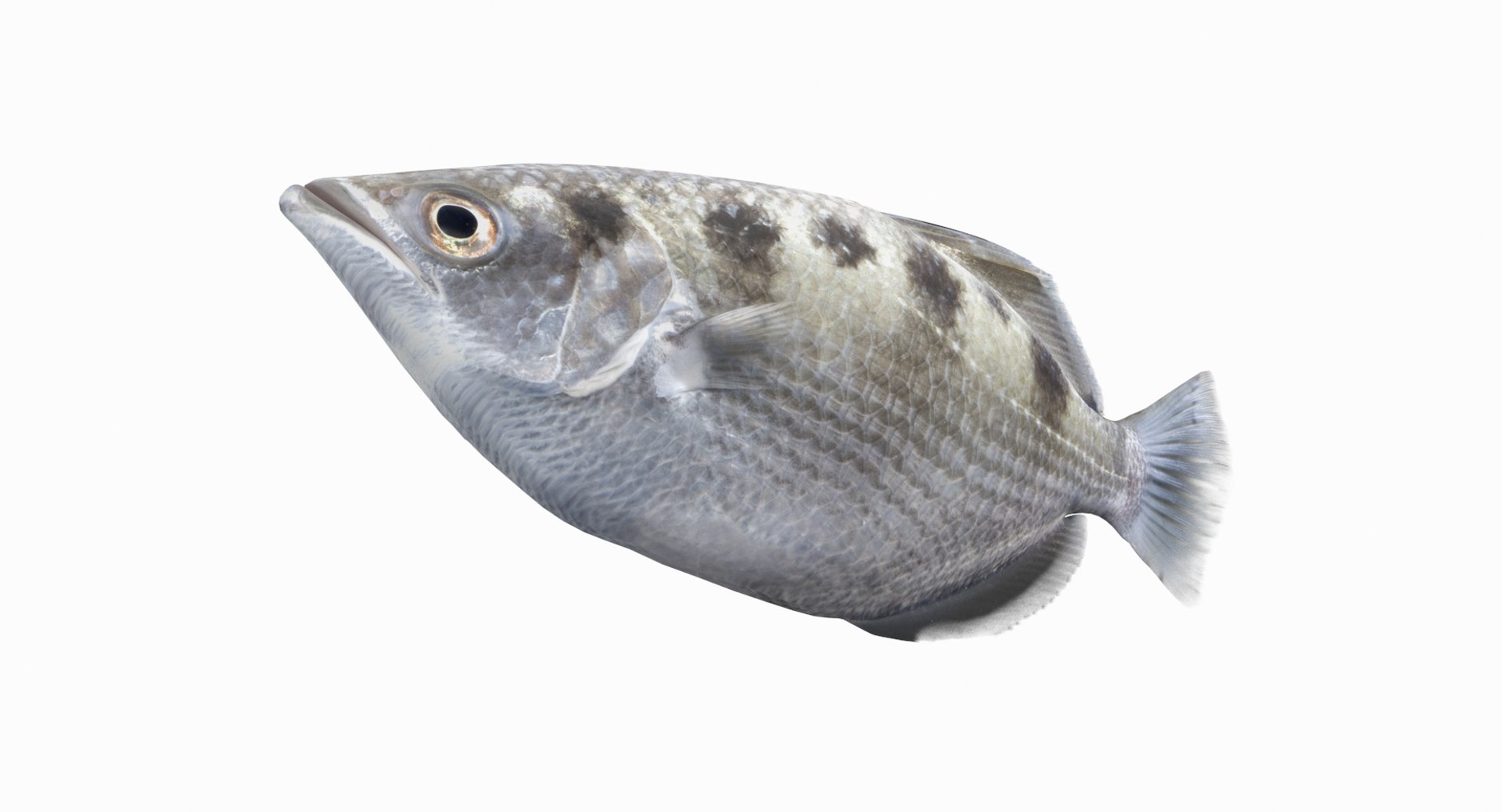 pbr fish wrasse snapper 3D model https://p.turbosquid.com/ts-thumb/91/kes61V/laaQBqEi/archerfish_r3/png/1581446724/1920x1080/fit_q87/3d540798aef6fa98449a4bf979cb4092b6ceba08/archerfish_r3.jpg