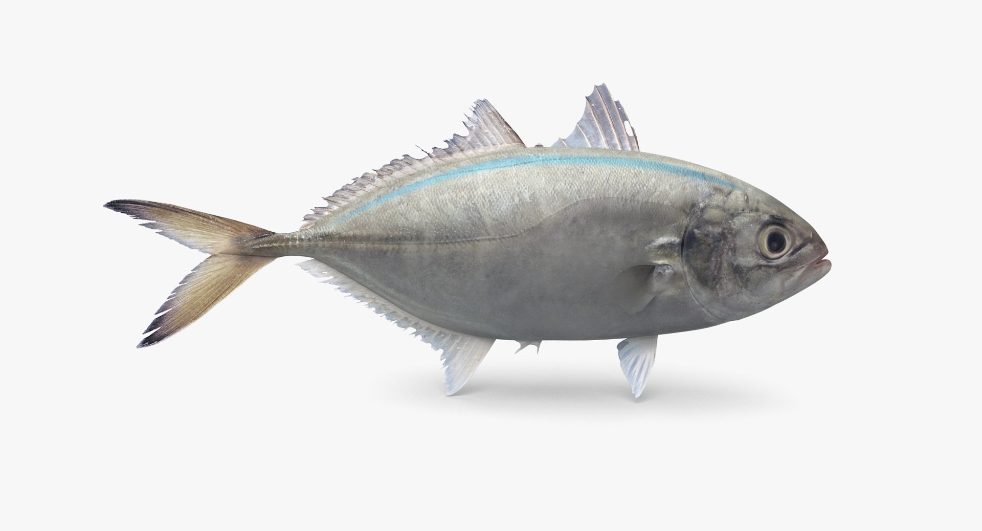 pbr fish wrasse snapper 3D model https://p.turbosquid.com/ts-thumb/91/kes61V/mFaux8nQ/barjack_r1/png/1581446747/1920x1080/fit_q87/f35a713cf245a53a5ae819f6544e0f8b979f1651/barjack_r1.jpg