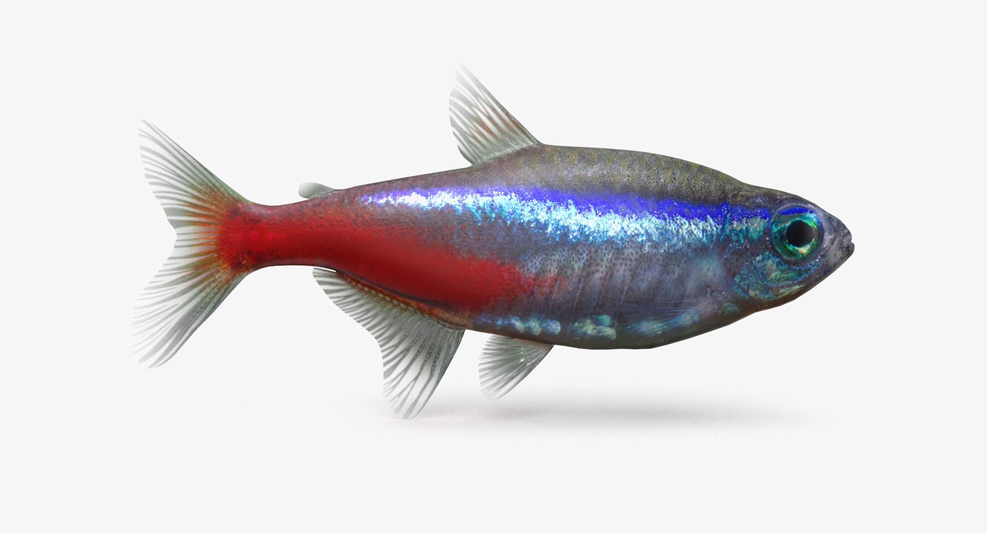 pbr fish wrasse snapper 3D model https://p.turbosquid.com/ts-thumb/91/kes61V/n88INpAu/neontetra_r1/png/1581446978/1920x1080/fit_q87/ebf1a936d912717869271f851ea9a85ab1373a43/neontetra_r1.jpg