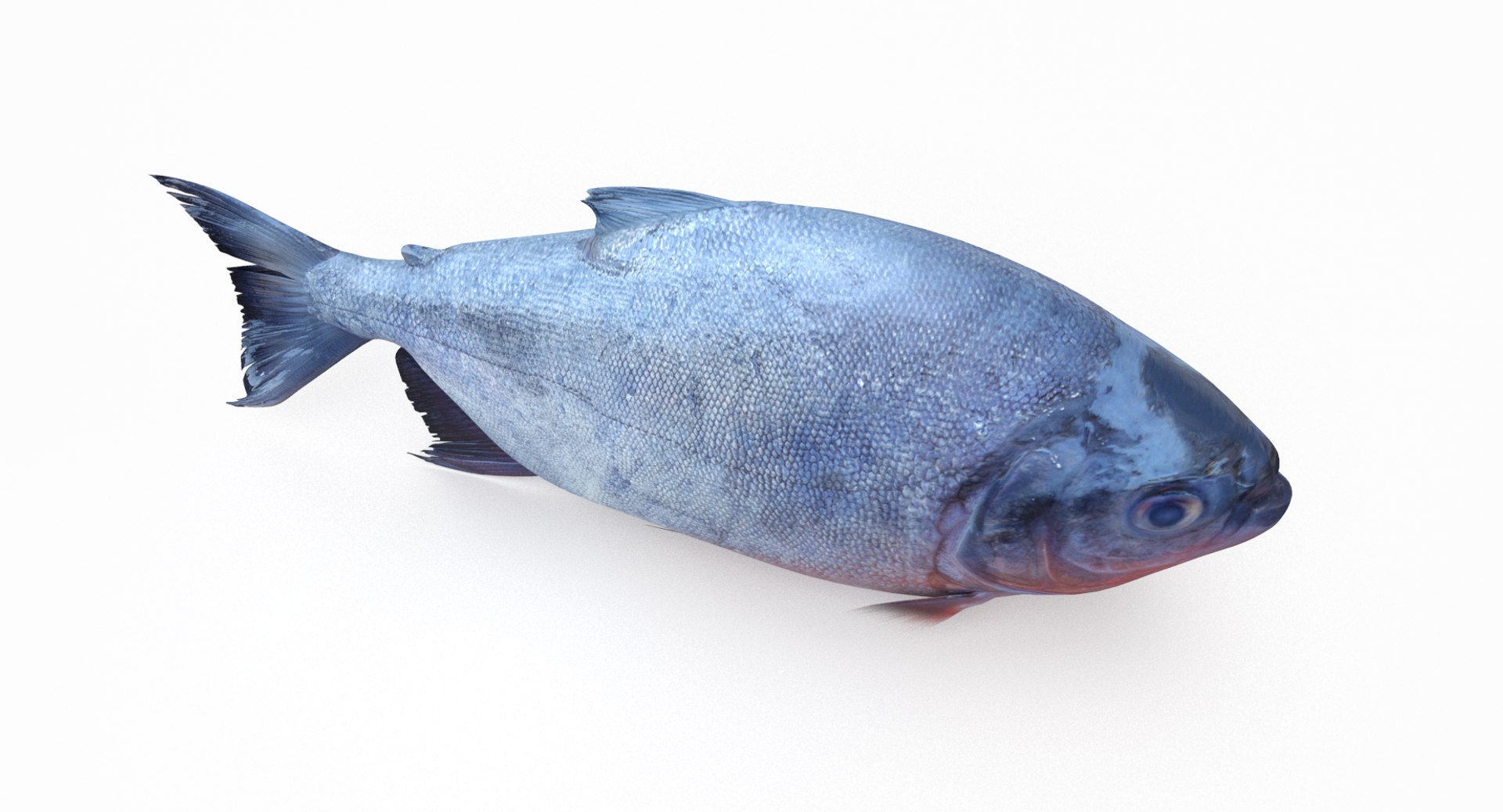 pbr fish wrasse snapper 3D model https://p.turbosquid.com/ts-thumb/91/kes61V/nPrpo2V9/piranha_r3/png/1581447044/1920x1080/fit_q87/7d5655e9ec69522fb1dfa93576e0d32c8dd5a496/piranha_r3.jpg