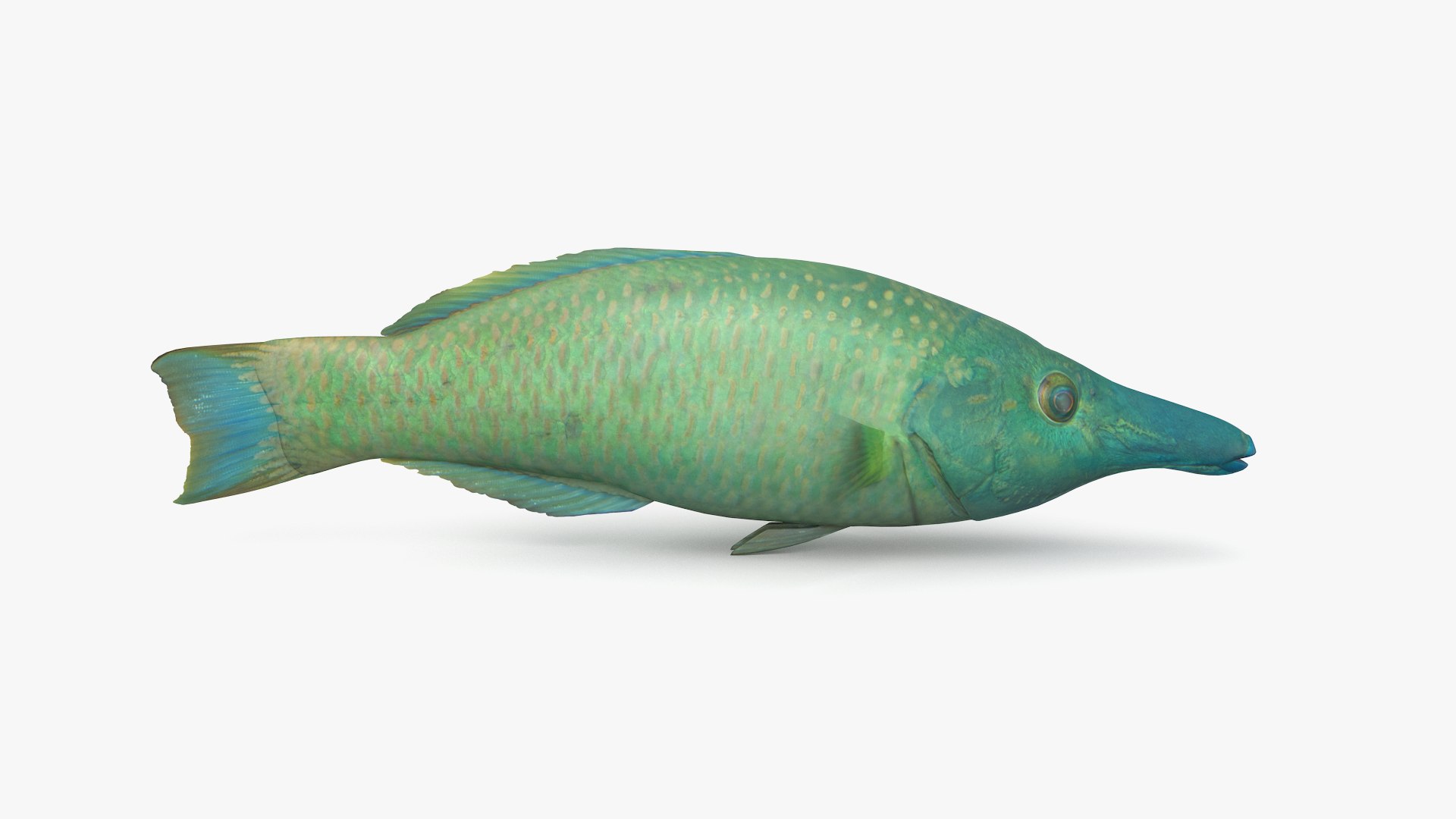 pbr fish wrasse snapper 3D model https://p.turbosquid.com/ts-thumb/91/kes61V/pC6VZZpD/birdwrasse_r1/png/1581446758/1920x1080/fit_q87/c46e804bcda64ac3d90d90bb34be89e7eb743135/birdwrasse_r1.jpg