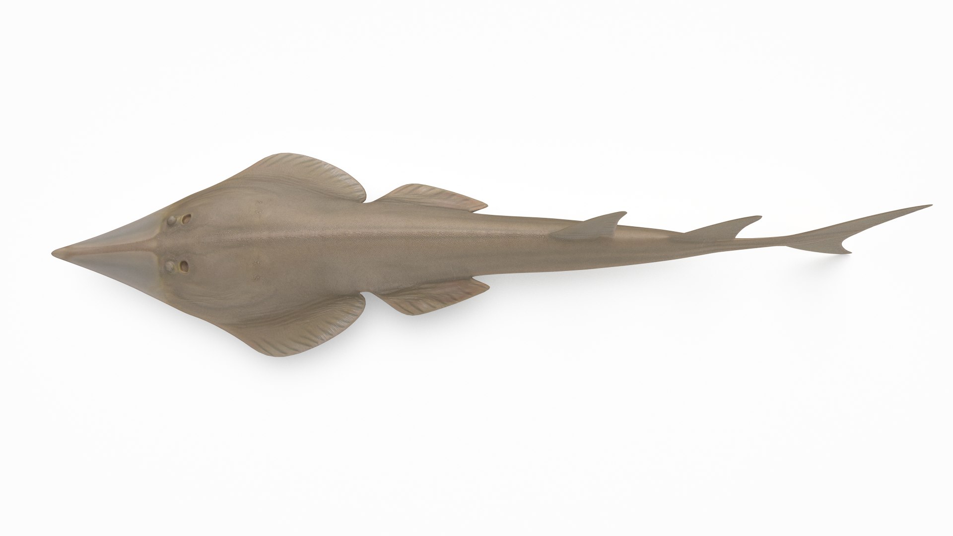 pbr fish wrasse snapper 3D model https://p.turbosquid.com/ts-thumb/91/kes61V/pbsxFjqG/giantshovelnoseray_r4/png/1581446888/1920x1080/fit_q87/19bf0a9966efb0a5280e4d9f6607dc91127cfe12/giantshovelnoseray_r4.jpg