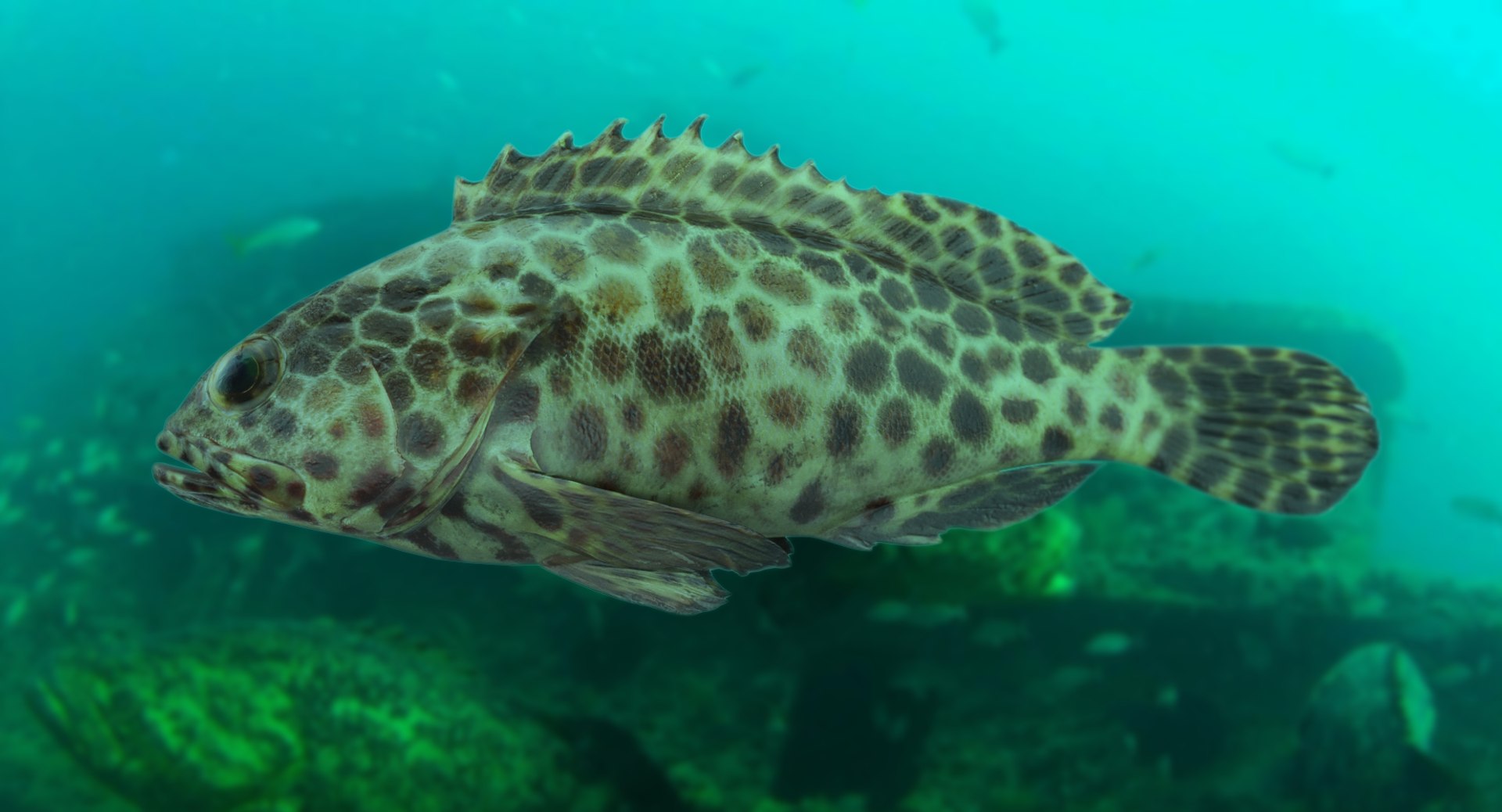 pbr fish wrasse snapper 3D model https://p.turbosquid.com/ts-thumb/91/kes61V/qeViVcOZ/grouper7c/png/1581446900/1920x1080/fit_q87/ef0526d01810cb01a62c77083205c7c9c9c6e2b4/grouper7c.jpg