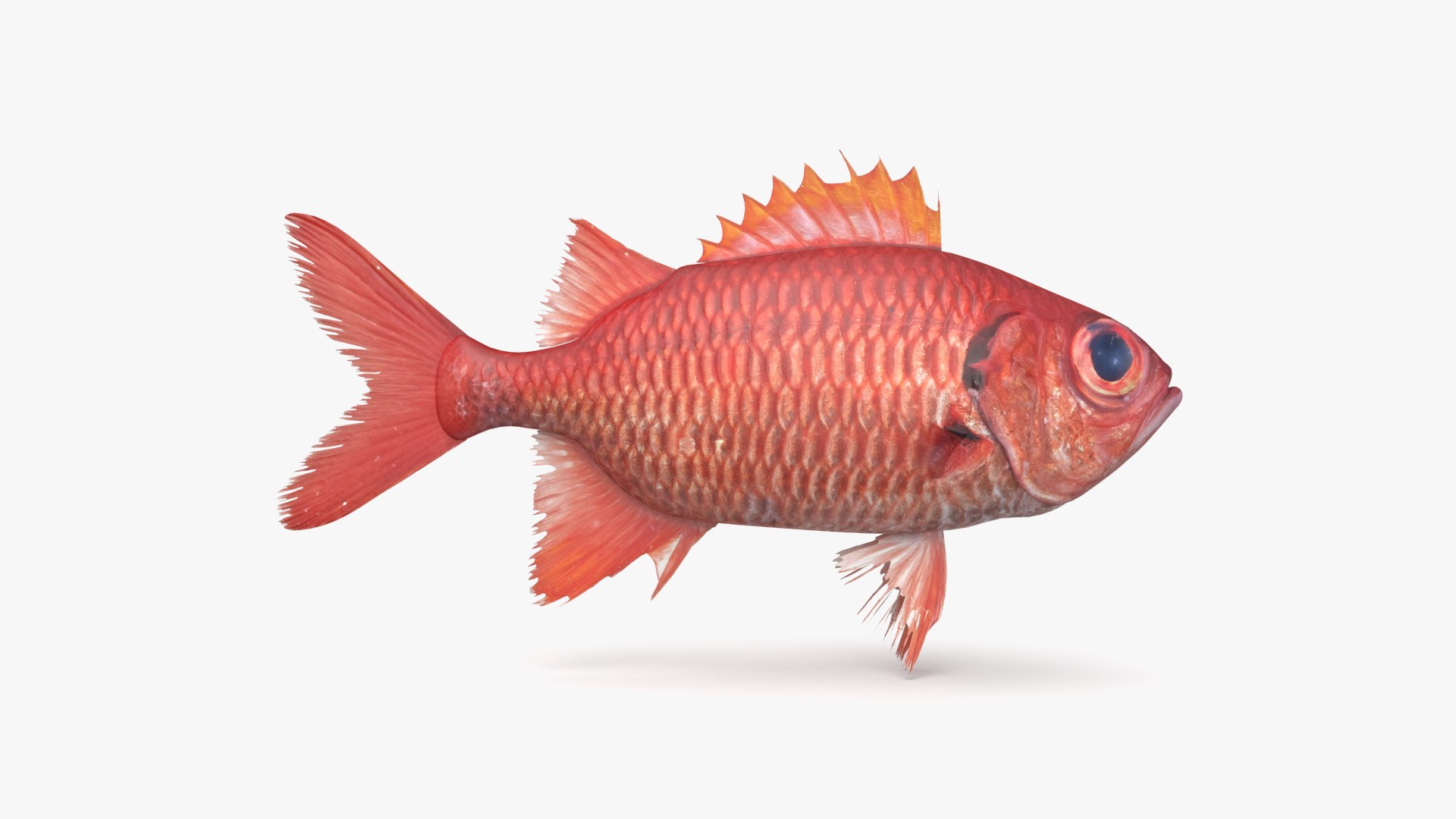 pbr fish wrasse snapper 3D model https://p.turbosquid.com/ts-thumb/91/kes61V/r7RvR3lb/soldierfish_r1/png/1581447174/1920x1080/fit_q87/3af5c6bf69f71708c0bd8e4f478e9ff7fe8e5f13/soldierfish_r1.jpg