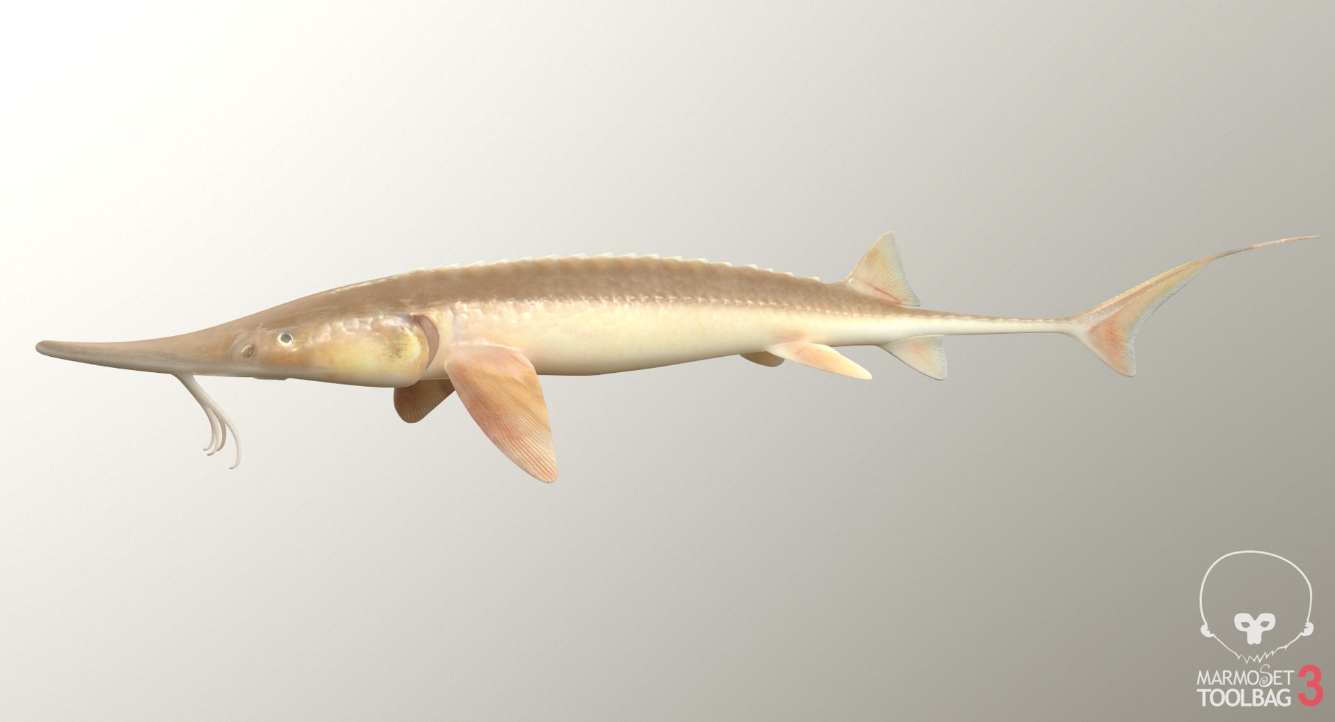 pbr fish wrasse snapper 3D model https://p.turbosquid.com/ts-thumb/91/kes61V/sI5J5mdy/shovelnosestscreenshot336/png/1581447168/1920x1080/fit_q87/a2db94b547d5d225d632c16cff864dbe6afc9dcc/shovelnosestscreenshot336.jpg