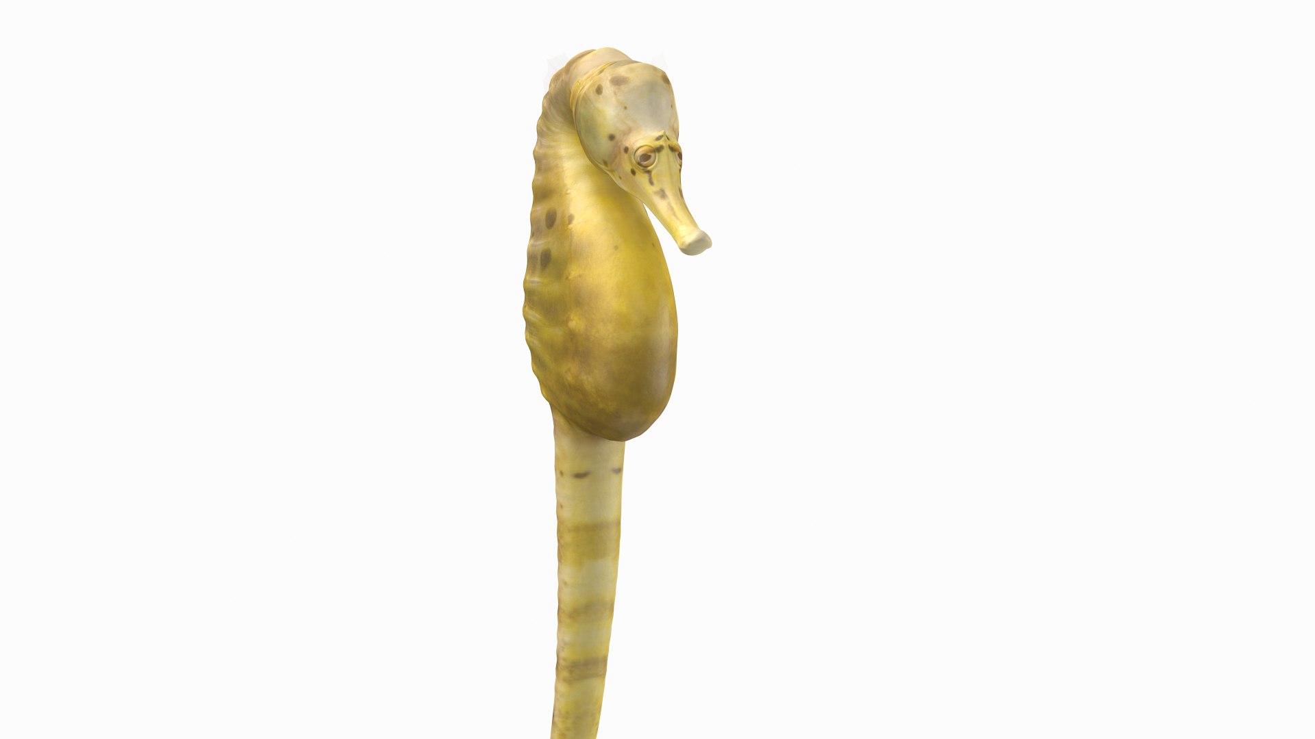pbr fish wrasse snapper 3D model https://p.turbosquid.com/ts-thumb/91/kes61V/sYYHXhX5/bbsh_r5/png/1581446750/1920x1080/fit_q87/9104fecd2b5aa468f47d337d45de749358f2a203/bbsh_r5.jpg