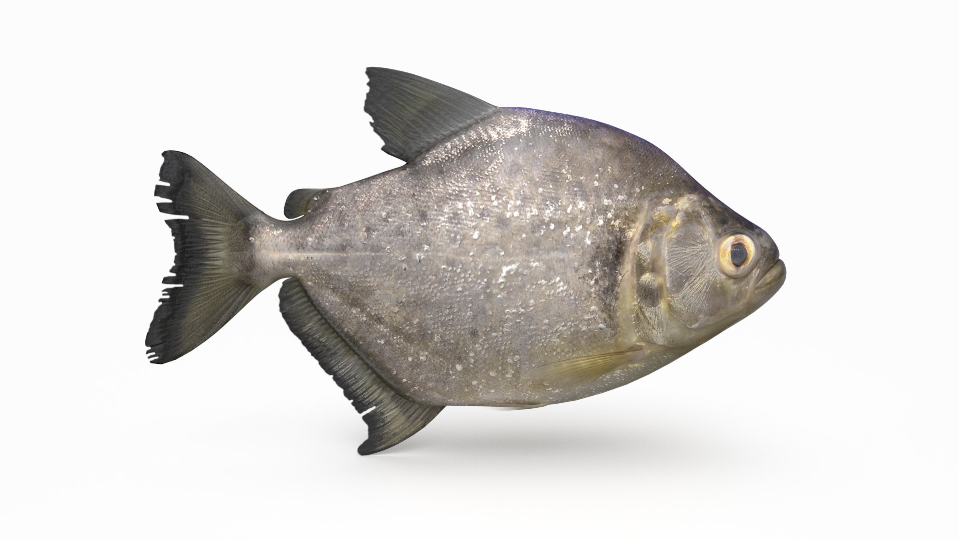 pbr fish wrasse snapper 3D model https://p.turbosquid.com/ts-thumb/91/kes61V/su27RtJ5/violetlinepiranha_r1/png/1581447196/1920x1080/fit_q87/f07bf4cbca9928f93e2e60ec6a9dd2ee0b1f0bf6/violetlinepiranha_r1.jpg
