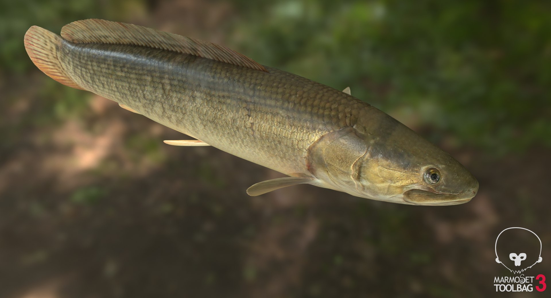 pbr fish wrasse snapper 3D model https://p.turbosquid.com/ts-thumb/91/kes61V/tJDXszKP/bowfinscreenshot331/png/1581446784/1920x1080/fit_q87/1b2699b1f3156fce570543e0be62076f29f4d0da/bowfinscreenshot331.jpg