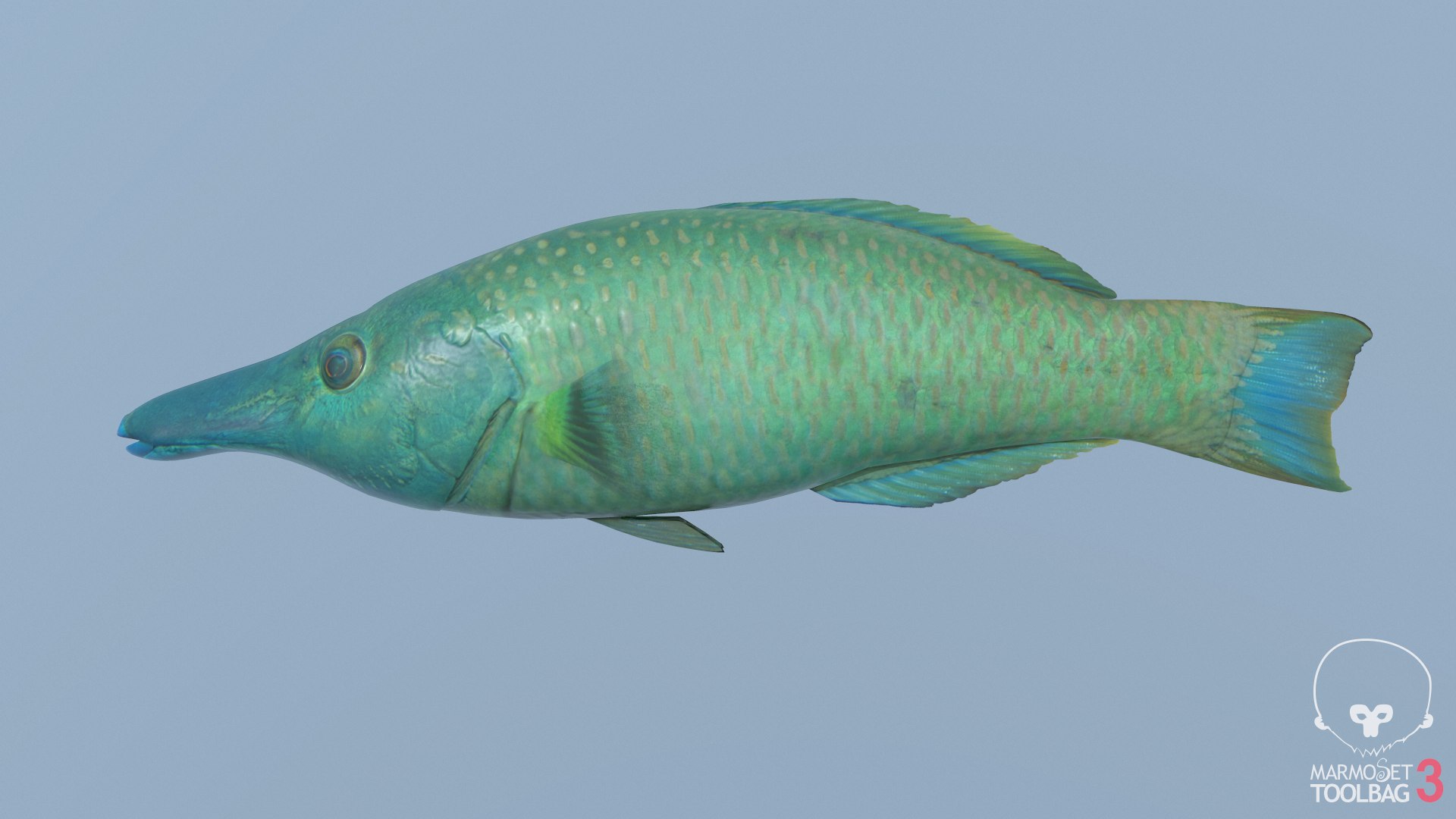 pbr fish wrasse snapper 3D model https://p.turbosquid.com/ts-thumb/91/kes61V/txxScoJ1/birdwrasse1/png/1581446764/1920x1080/fit_q87/a18a8caf4307ad101e53fb71e612681de561e103/birdwrasse1.jpg