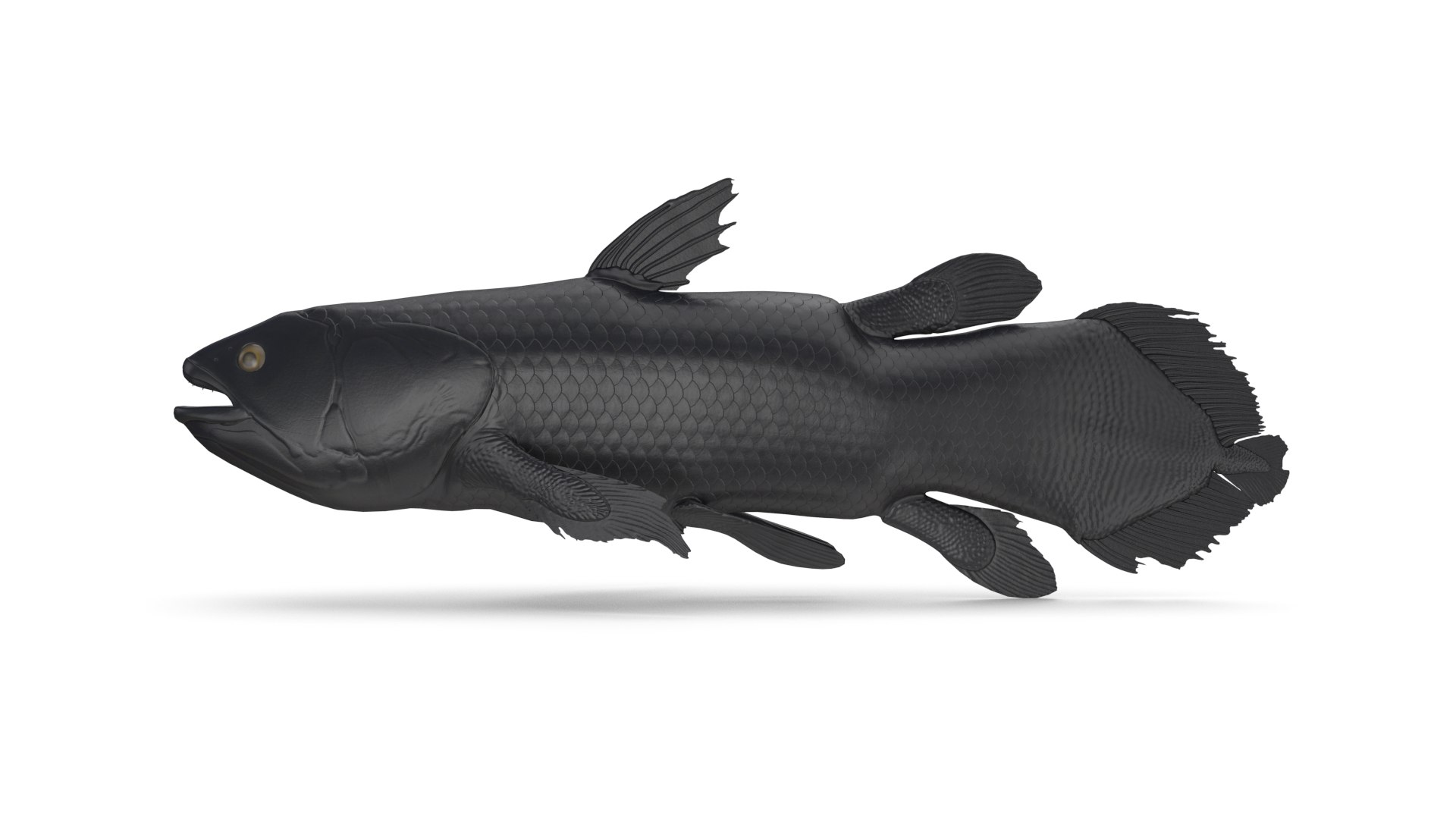 pbr fish wrasse snapper 3D model https://p.turbosquid.com/ts-thumb/91/kes61V/u4uBP7uY/coelacanth_r3/png/1581446841/1920x1080/fit_q87/a3386b04917e935c67c1ab0ea016ab0a525a64fb/coelacanth_r3.jpg