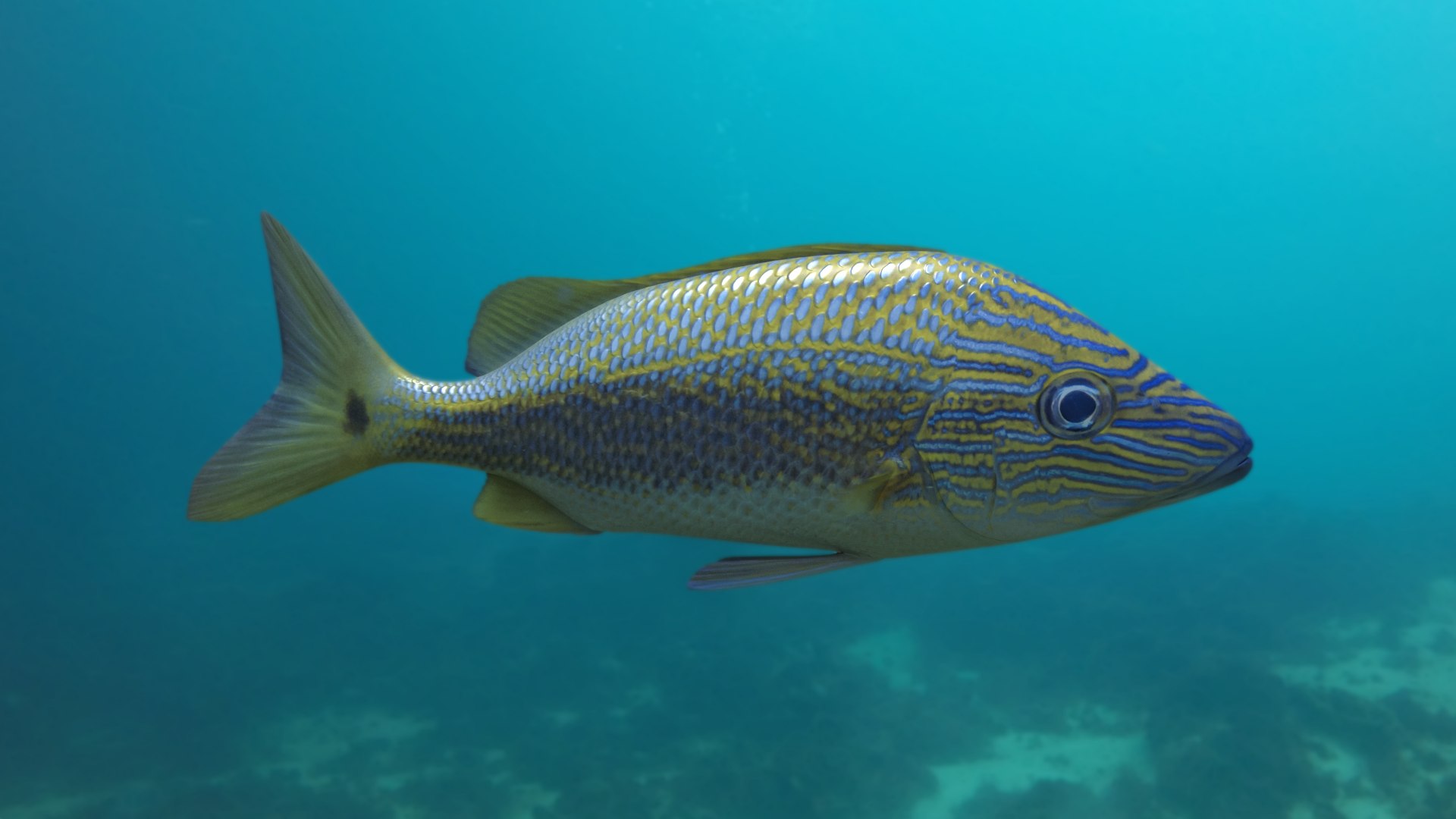 pbr fish wrasse snapper 3D model https://p.turbosquid.com/ts-thumb/91/kes61V/uALAyt63/caesargrunt_r1c/png/1581446803/1920x1080/fit_q87/d1da157bfcb7921b3b222196d1ff13ec4014be61/caesargrunt_r1c.jpg