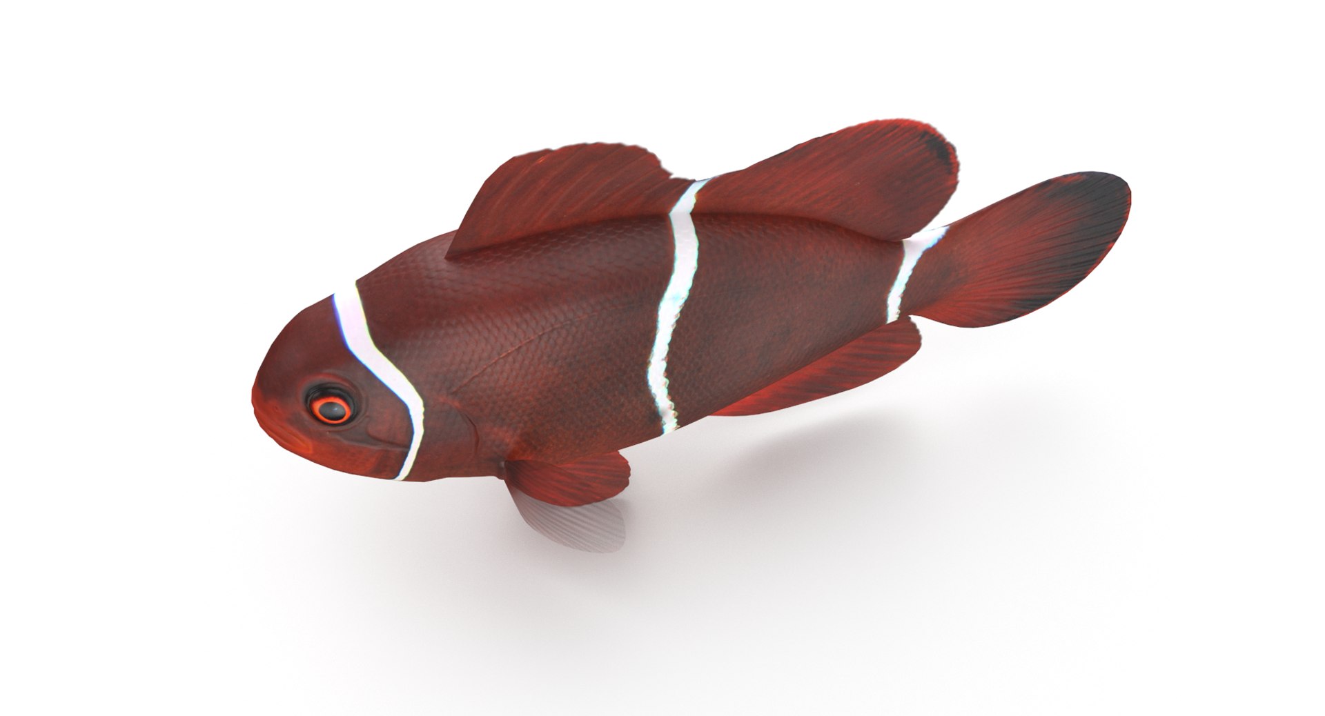 pbr fish wrasse snapper 3D model https://p.turbosquid.com/ts-thumb/91/kes61V/uPKUxE1R/maroonclown_r3/png/1581446938/1920x1080/fit_q87/9ca0015b7b969315e9a6e8b79f949c6e9555f491/maroonclown_r3.jpg