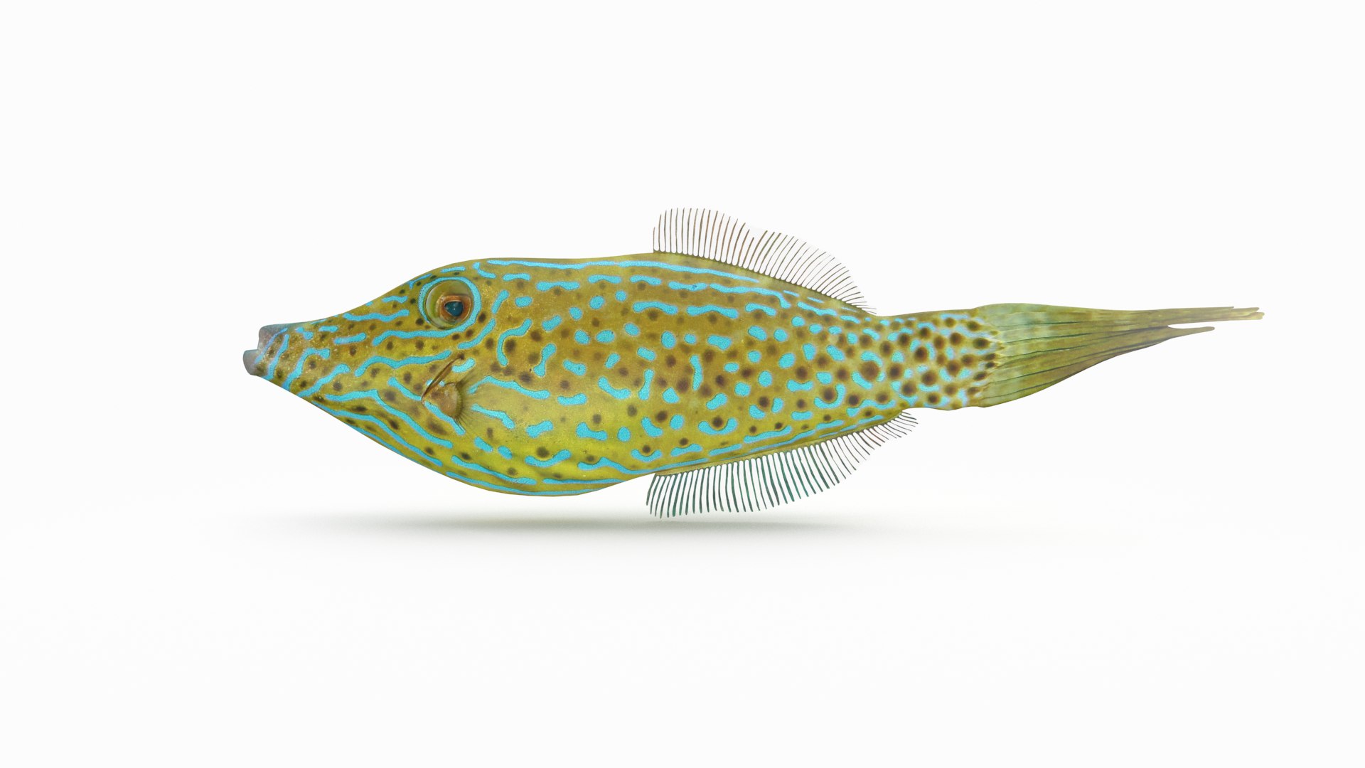 pbr fish wrasse snapper 3D model https://p.turbosquid.com/ts-thumb/91/kes61V/ulDkmoE2/scribbledfilefish_r1/png/1581447130/1920x1080/fit_q87/e78ce3f644168c0ae875a4aeb13cf2d7772c6d4e/scribbledfilefish_r1.jpg