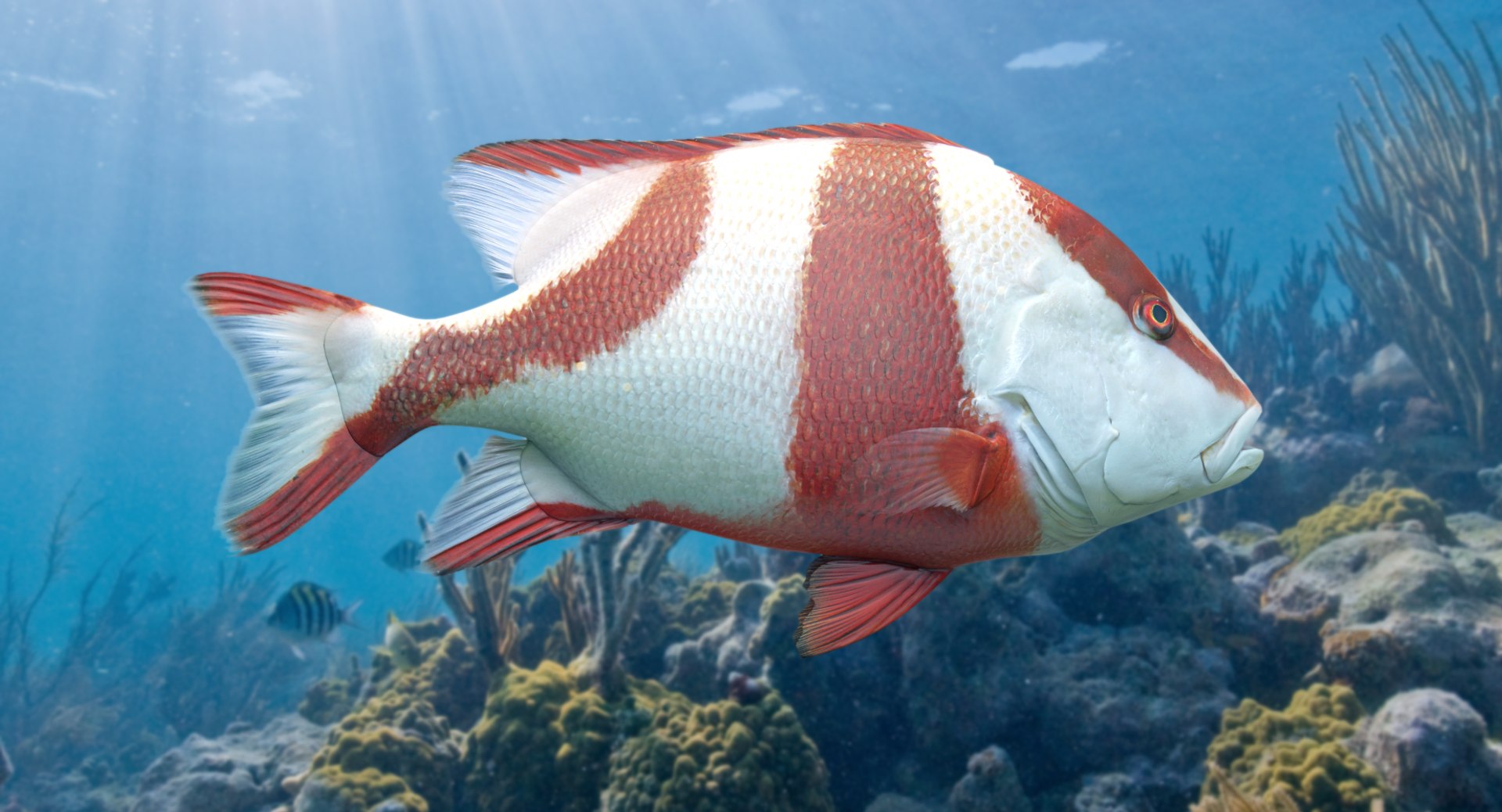 pbr fish wrasse snapper 3D model https://p.turbosquid.com/ts-thumb/91/kes61V/x05z2QJc/redemp_r2c/png/1581447069/1920x1080/fit_q87/01defcbbb086f0e59904d2f82c4b53e14ced05c7/redemp_r2c.jpg