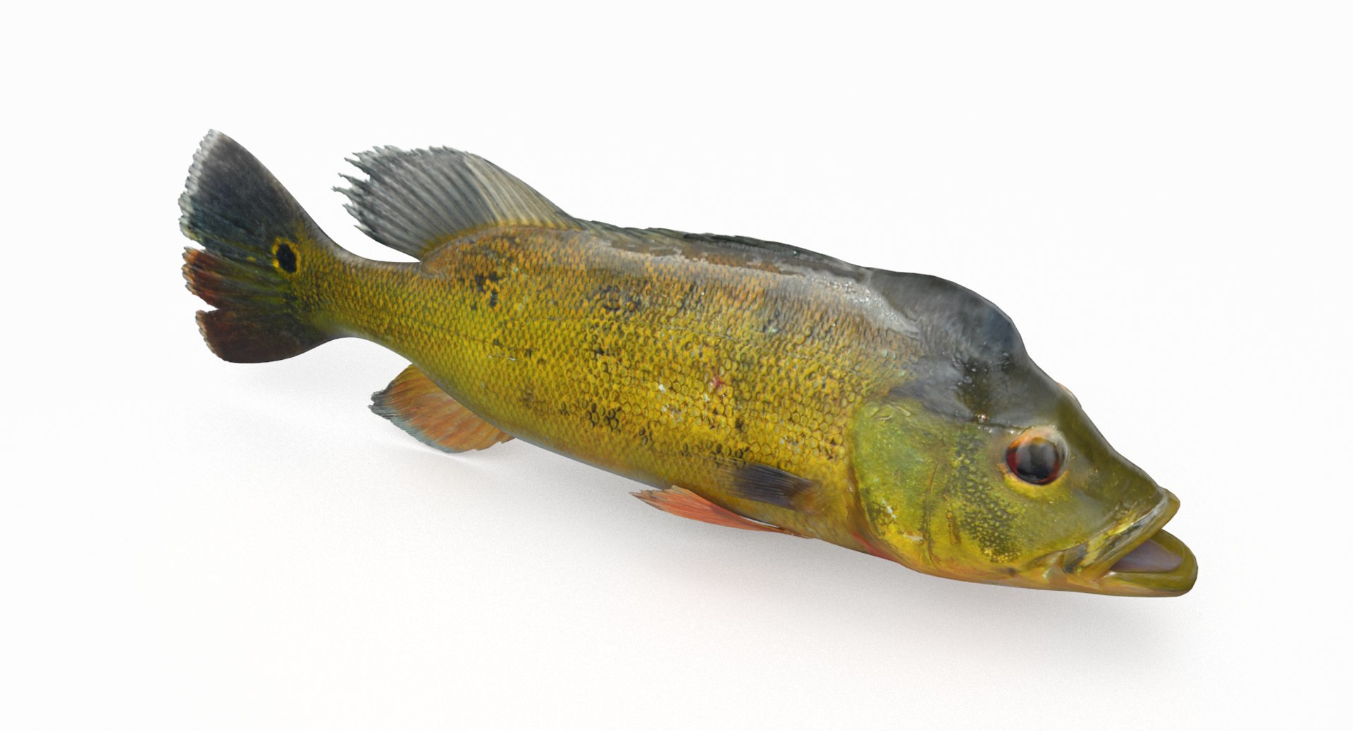 pbr fish wrasse snapper 3D model https://p.turbosquid.com/ts-thumb/91/kes61V/xhdiHeO4/peacockbass_r4/png/1581446996/1920x1080/fit_q87/c74768dd9c101ad779271872ceeccf7efa23a419/peacockbass_r4.jpg