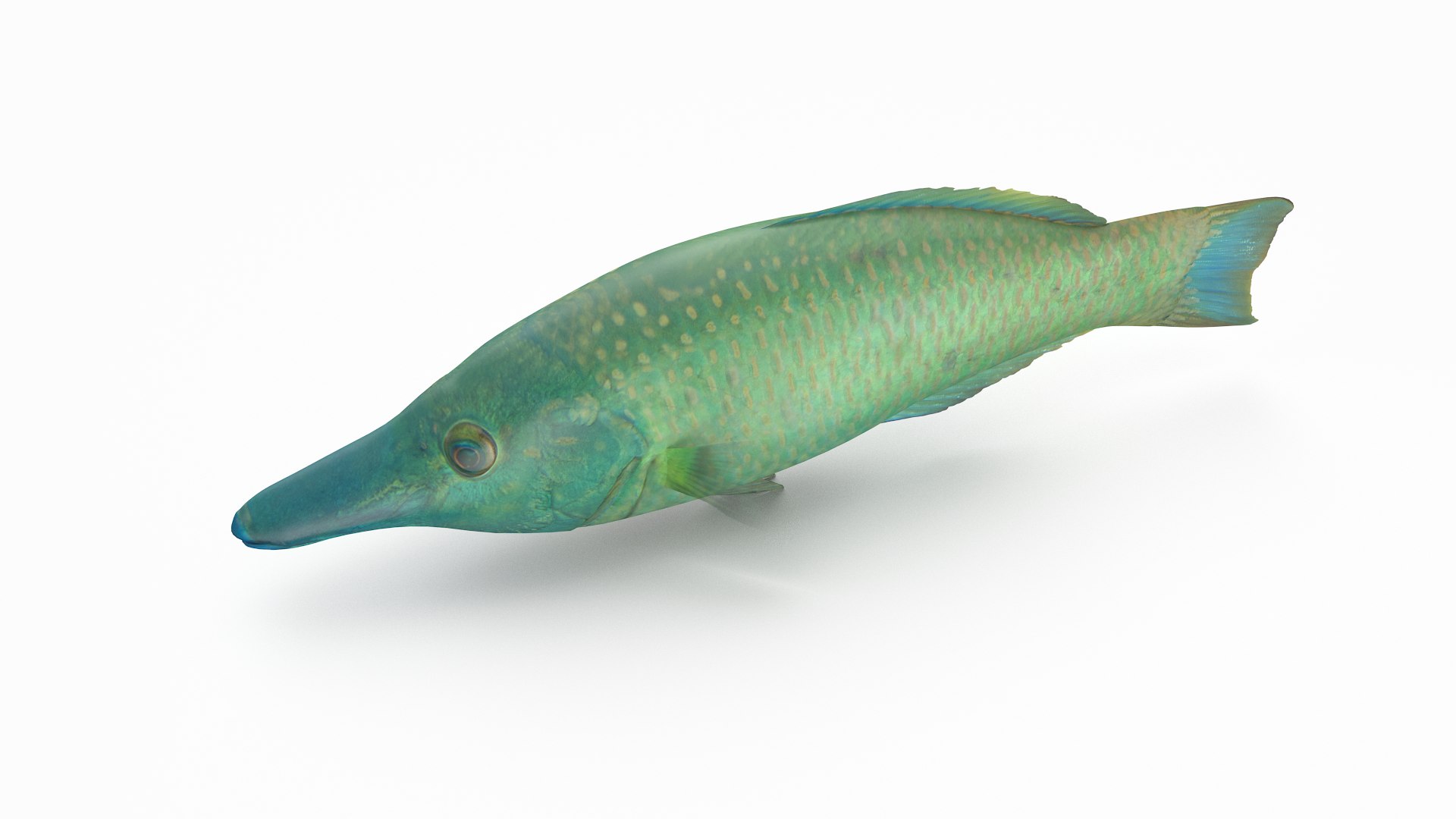 pbr fish wrasse snapper 3D model https://p.turbosquid.com/ts-thumb/91/kes61V/zDxXTSXX/birdwrasse_r3/png/1581446759/1920x1080/fit_q87/477df36ece1a55963ae6c2361266f93a4a862213/birdwrasse_r3.jpg