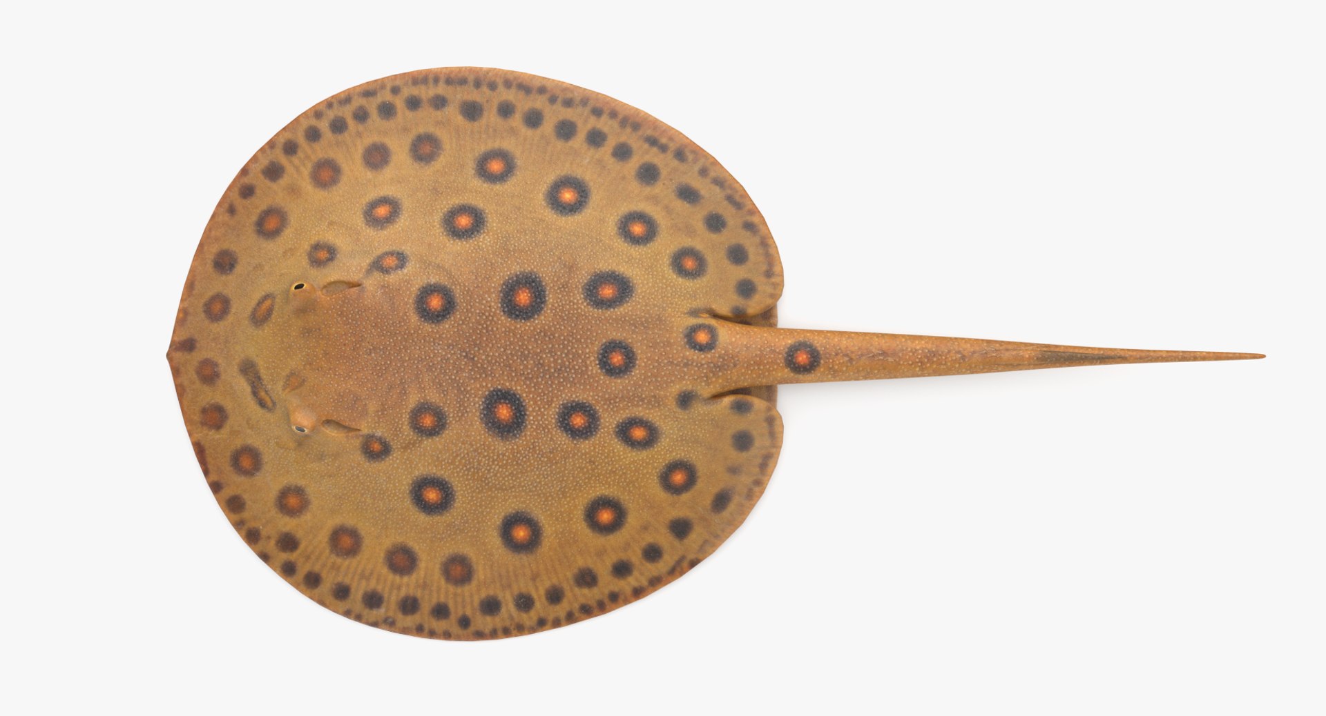 pbr fish wrasse snapper 3D model https://p.turbosquid.com/ts-thumb/91/kes61V/zPZUmIh0/freshwaterstingray_r1/png/1581446866/1920x1080/fit_q87/39dff346854ba673e4a6d89d036e7e843f6d922f/freshwaterstingray_r1.jpg