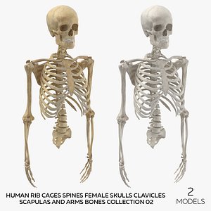 Human Rib Cages Spines Female Skulls Clavicles Scapulas and Arms Bones Collection 02 - 2 models