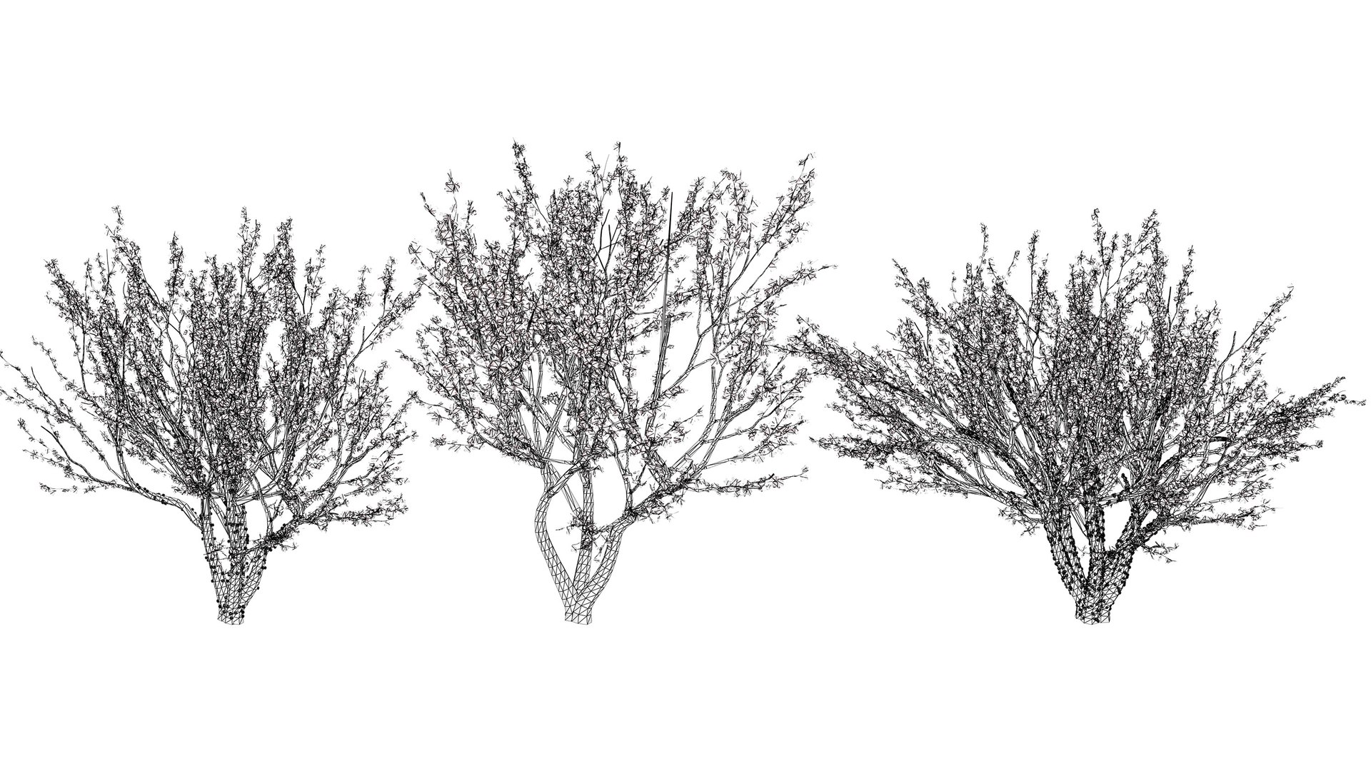 3D Jaboticaba Tree model https://p.turbosquid.com/ts-thumb/91/lkGwcs/0w/wirel/jpg/1752409639/1920x1080/fit_q87/810ab239eb601256dae20c426024d39a2ee81acc/wirel.jpg