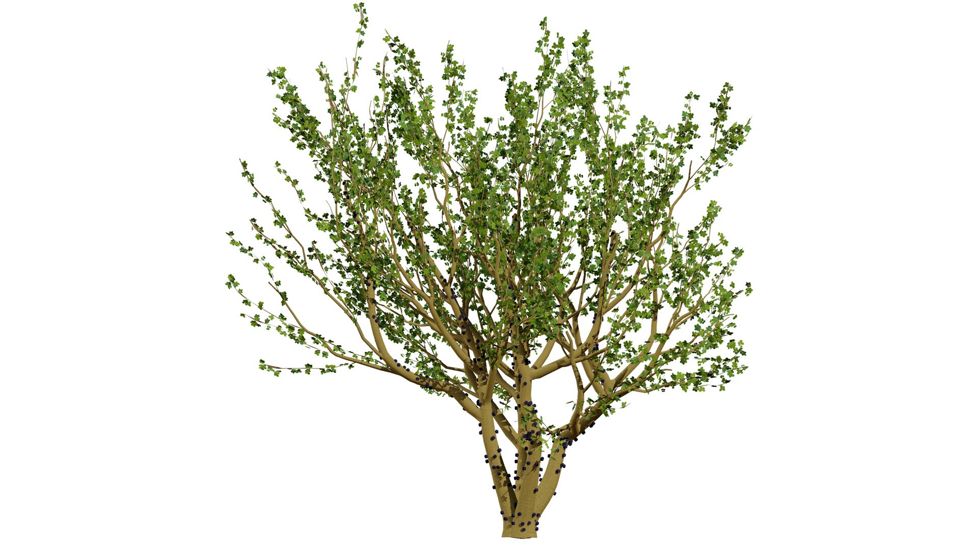 3D Jaboticaba Tree model https://p.turbosquid.com/ts-thumb/91/lkGwcs/7Z/2l/jpg/1752409633/1920x1080/fit_q87/217d27a26f53b385ea88eb97117e4b12180a06dd/2l.jpg