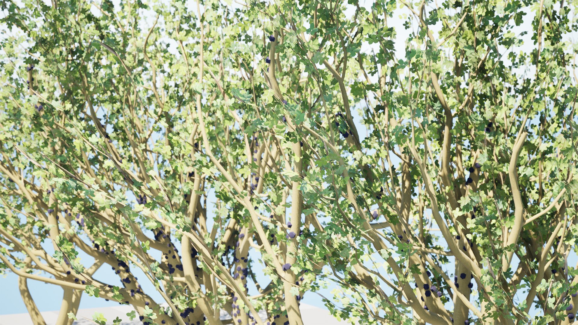 3D Jaboticaba Tree model https://p.turbosquid.com/ts-thumb/91/lkGwcs/Ft/highresscreenshot00002/jpg/1752409637/1920x1080/fit_q87/0fa2f31e161cdc68178af34b254a591f42a39919/highresscreenshot00002.jpg