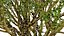 Jaboticaba Tree