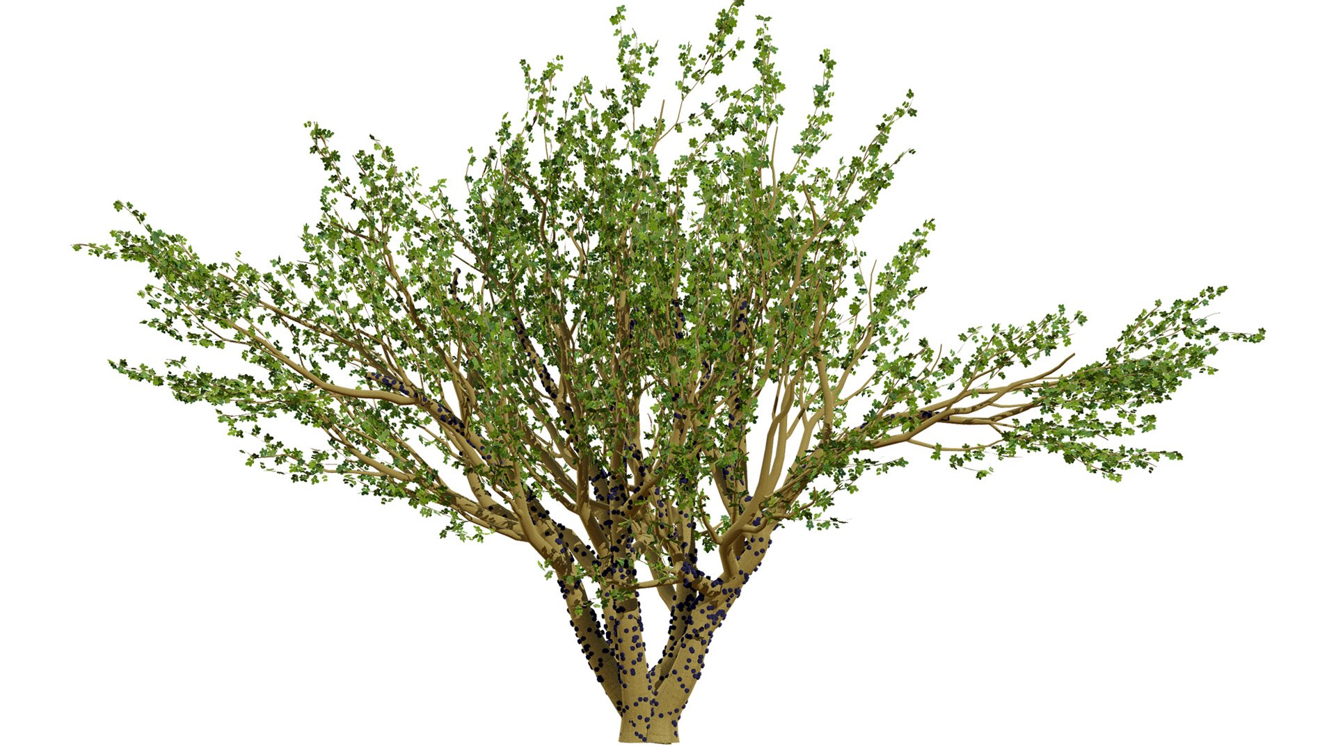 3D Jaboticaba Tree model https://p.turbosquid.com/ts-thumb/91/lkGwcs/Rb/03l/jpg/1752409632/1920x1080/fit_q87/c1e215db177133845568cff982855e4dfa4ecd9f/03l.jpg