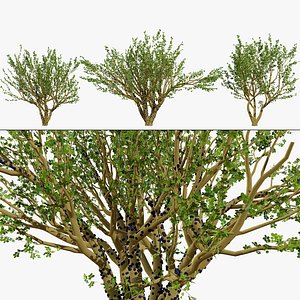 3D Jaboticaba Tree model